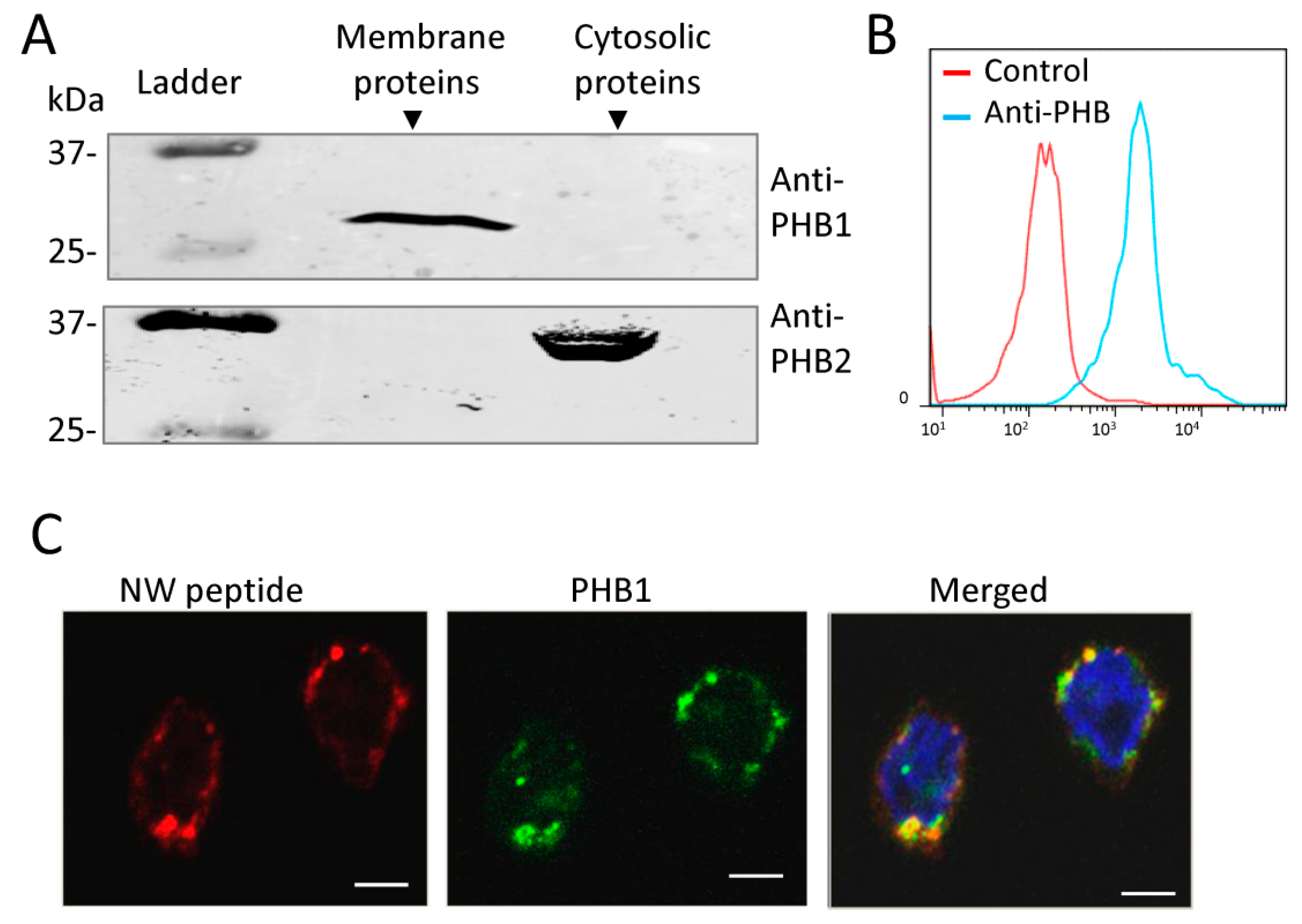 Ijms 23 04282 g005 550