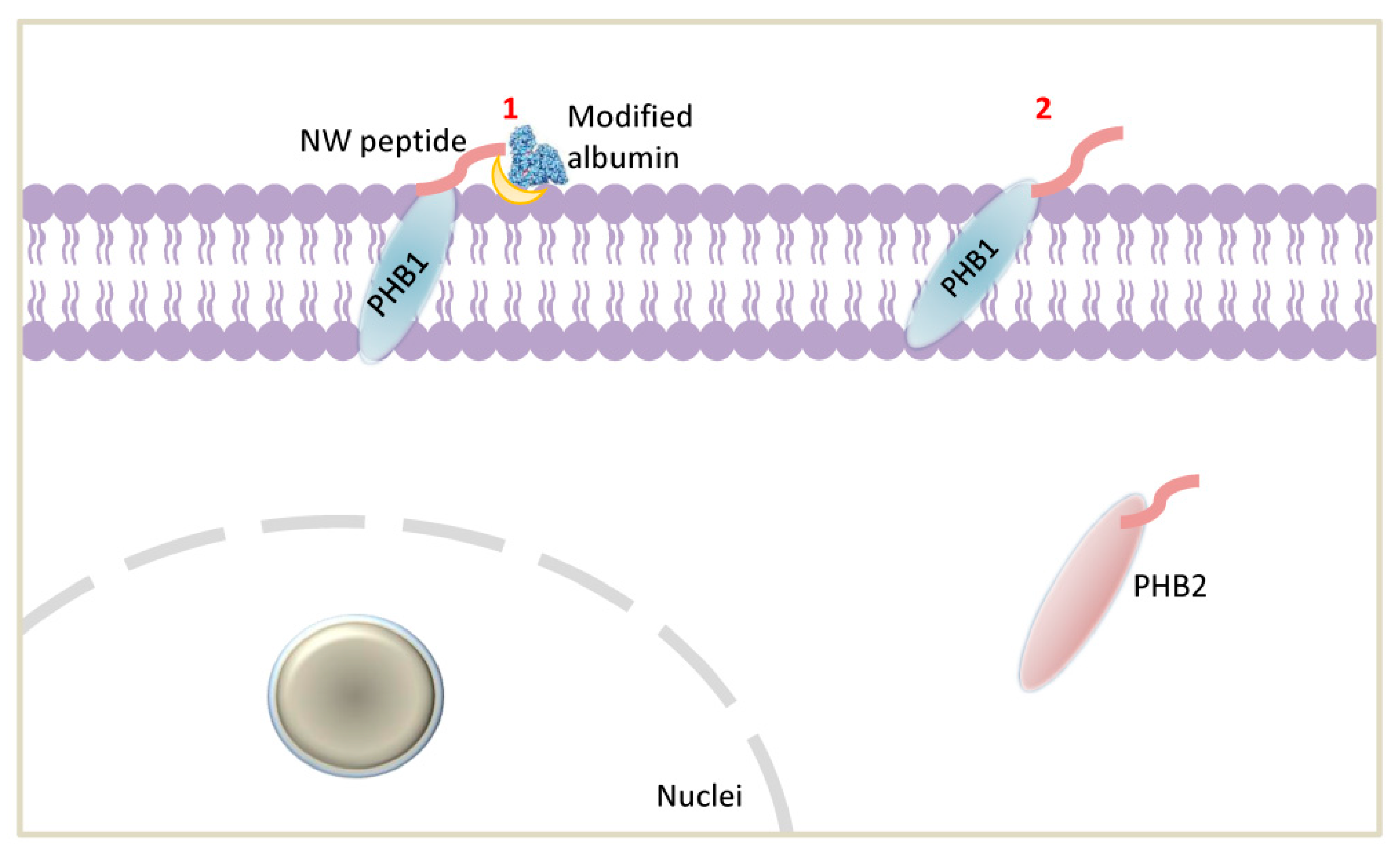 Ijms 23 04282 g010 550