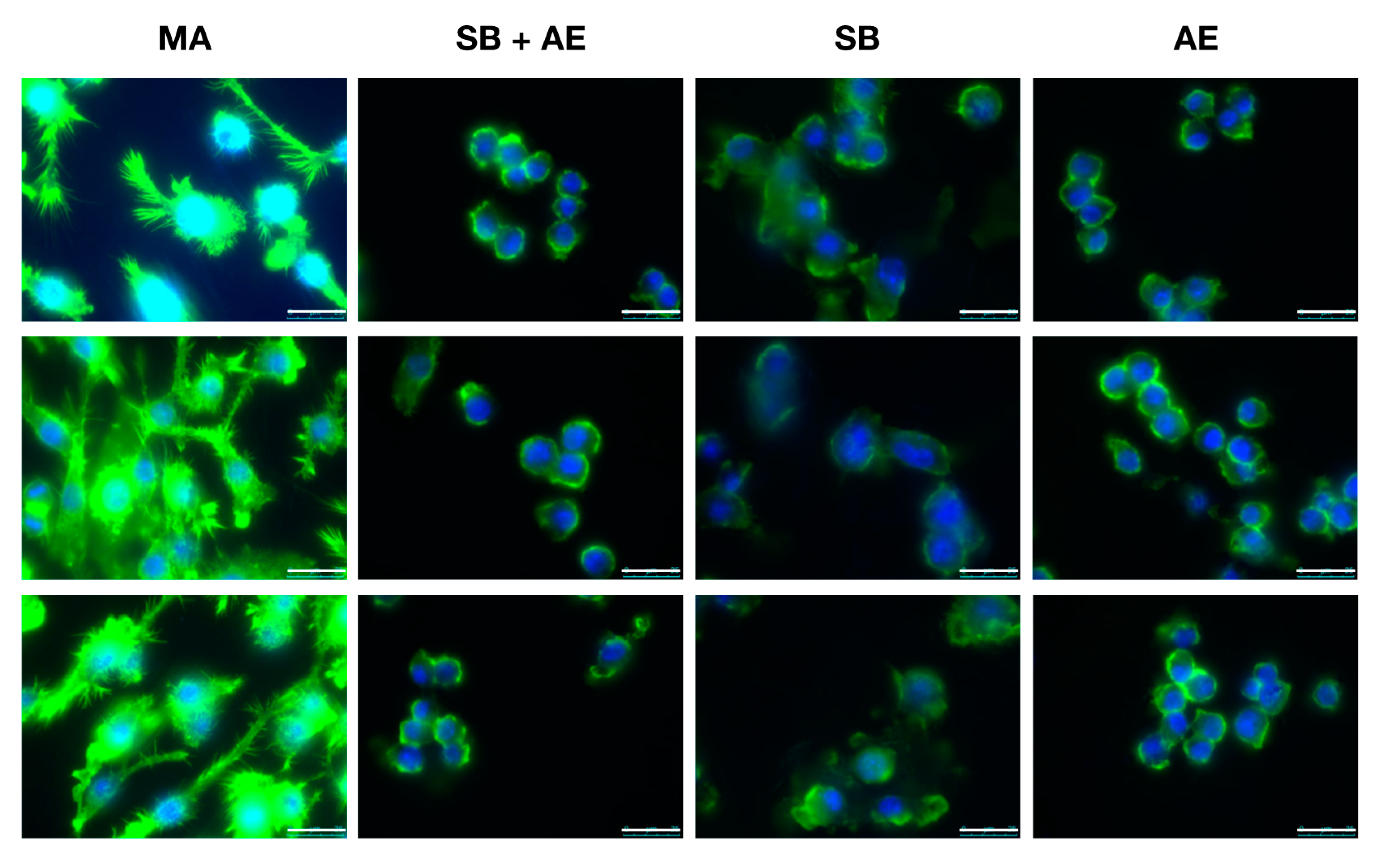 Ijms 23 04285 g004 550