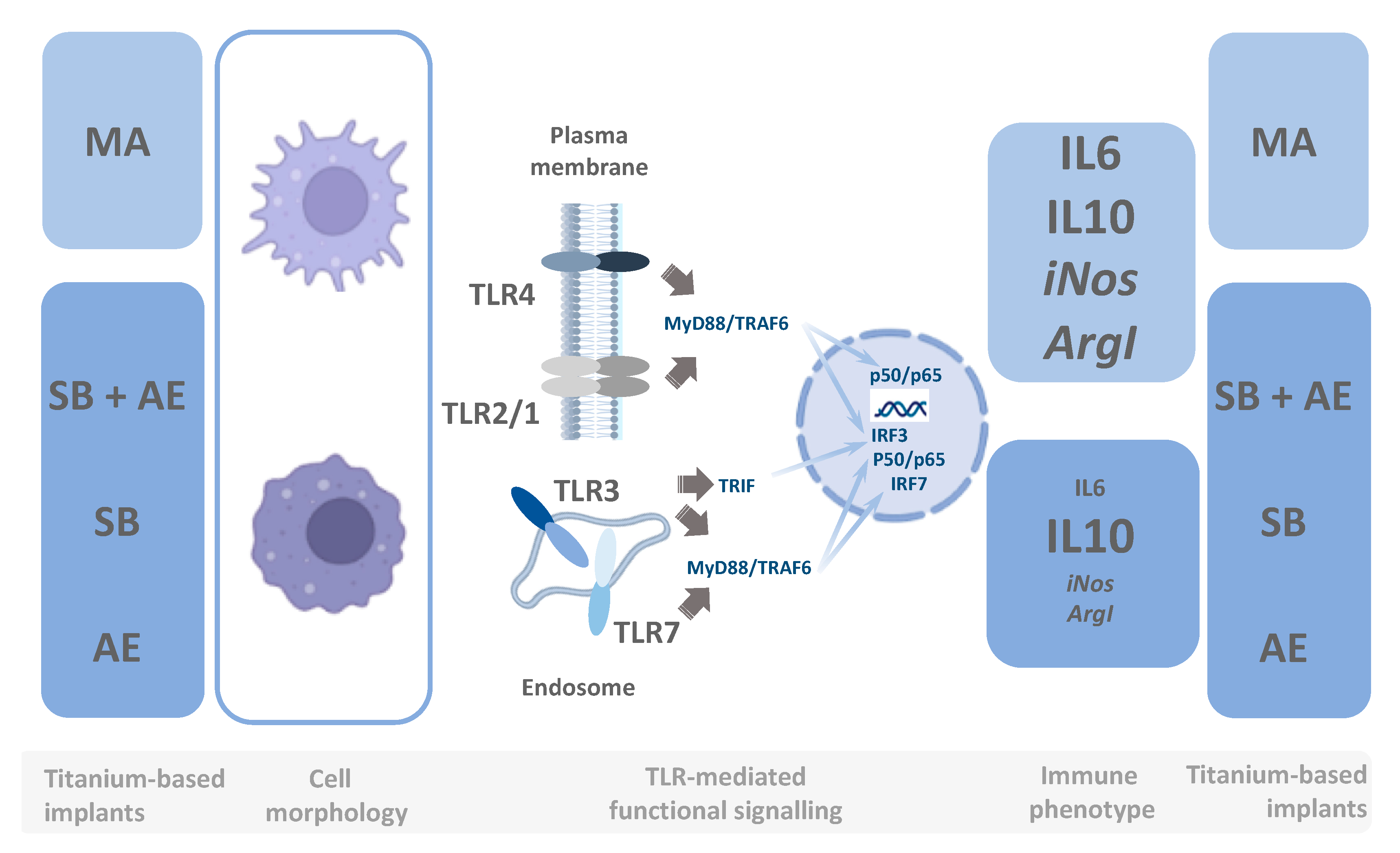 Ijms 23 04285 g008 550