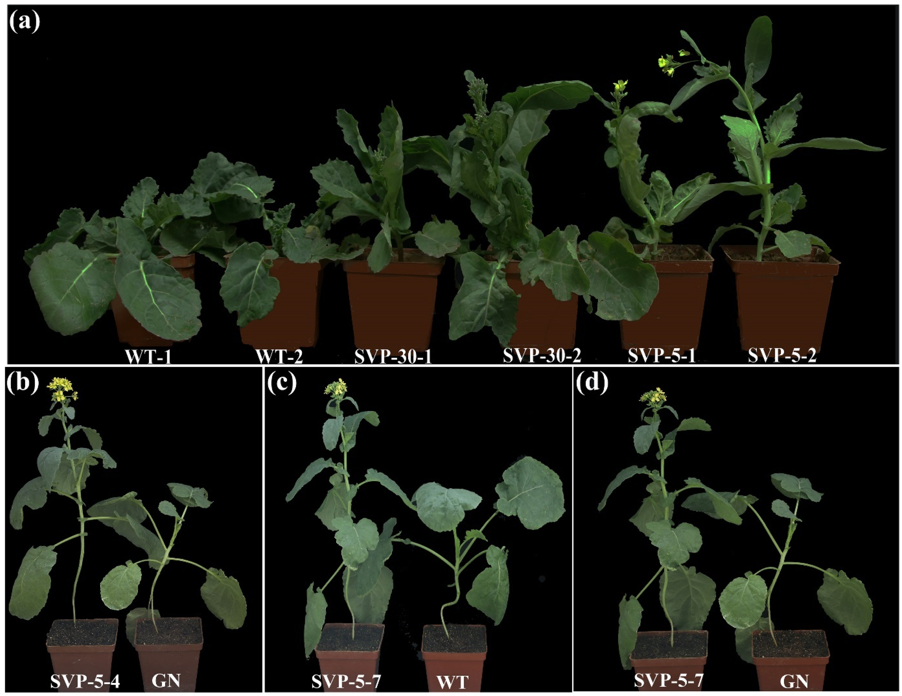 Ijms 23 04289 g006 550