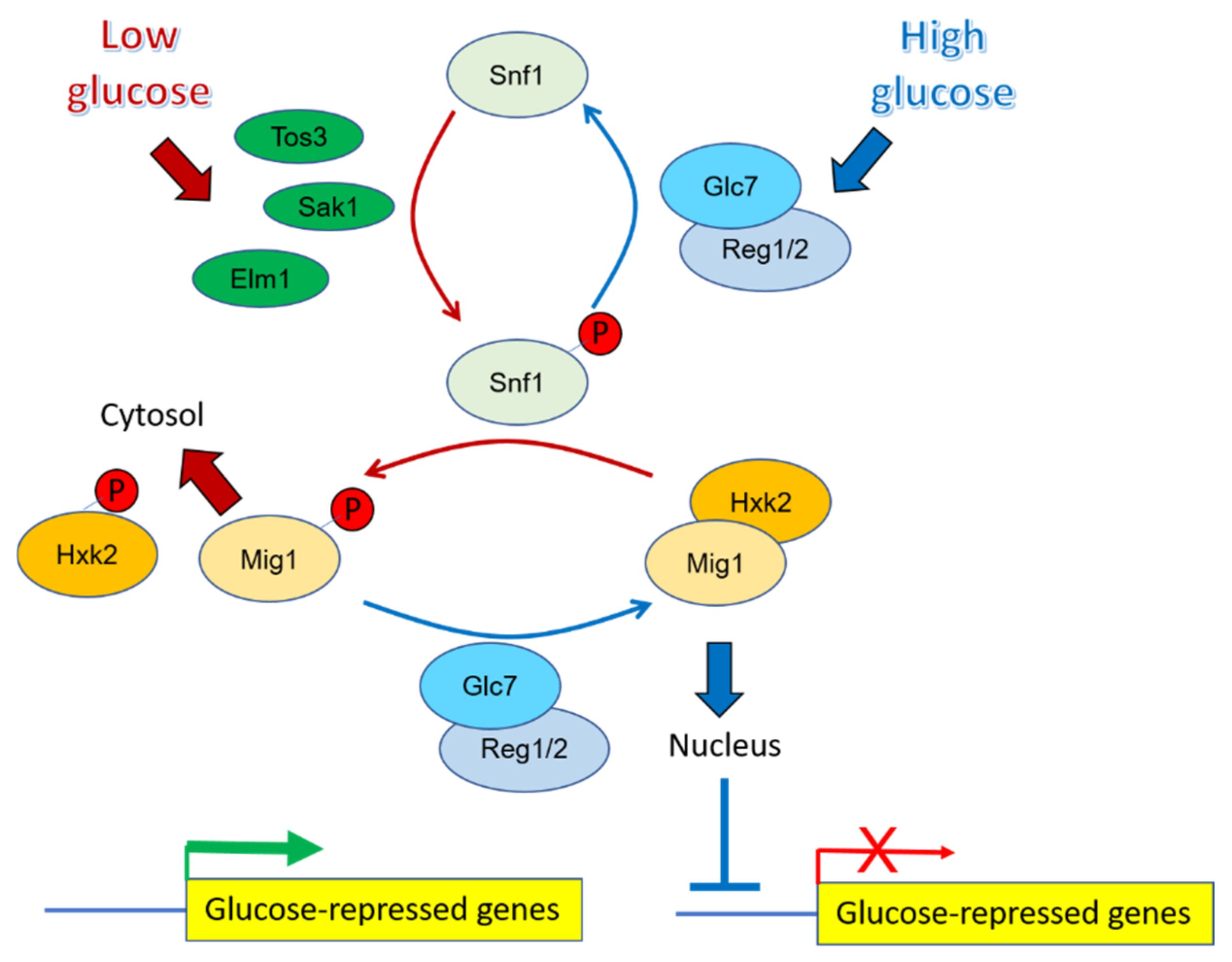 Ijms 23 04304 g002 Ijms 23 04304 g002