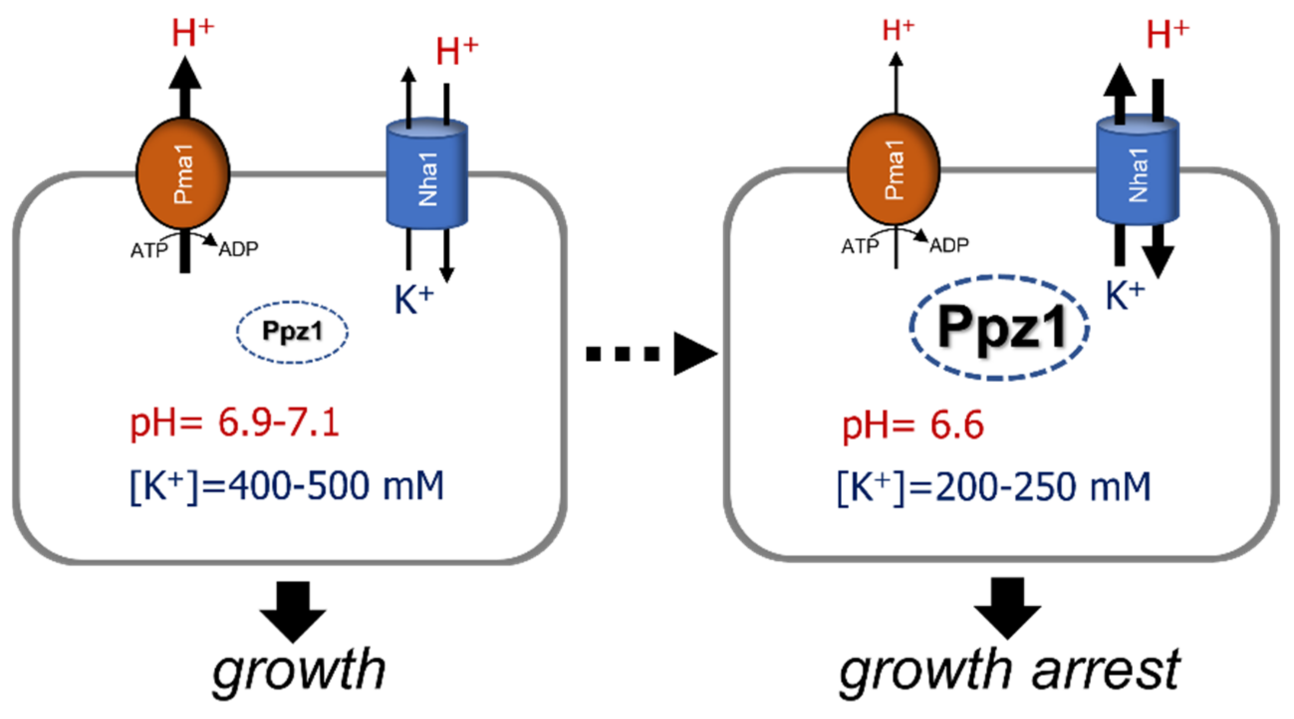 Ijms 23 04304 g003 Ijms 23 04304 g003