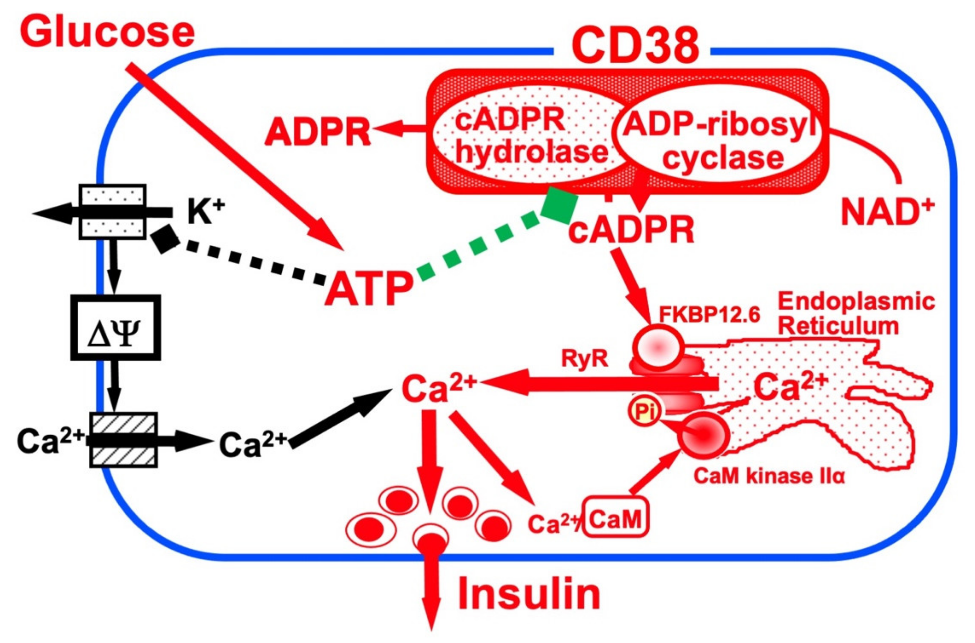 Ijms 23 04306 g001 Ijms 23 04306 g001