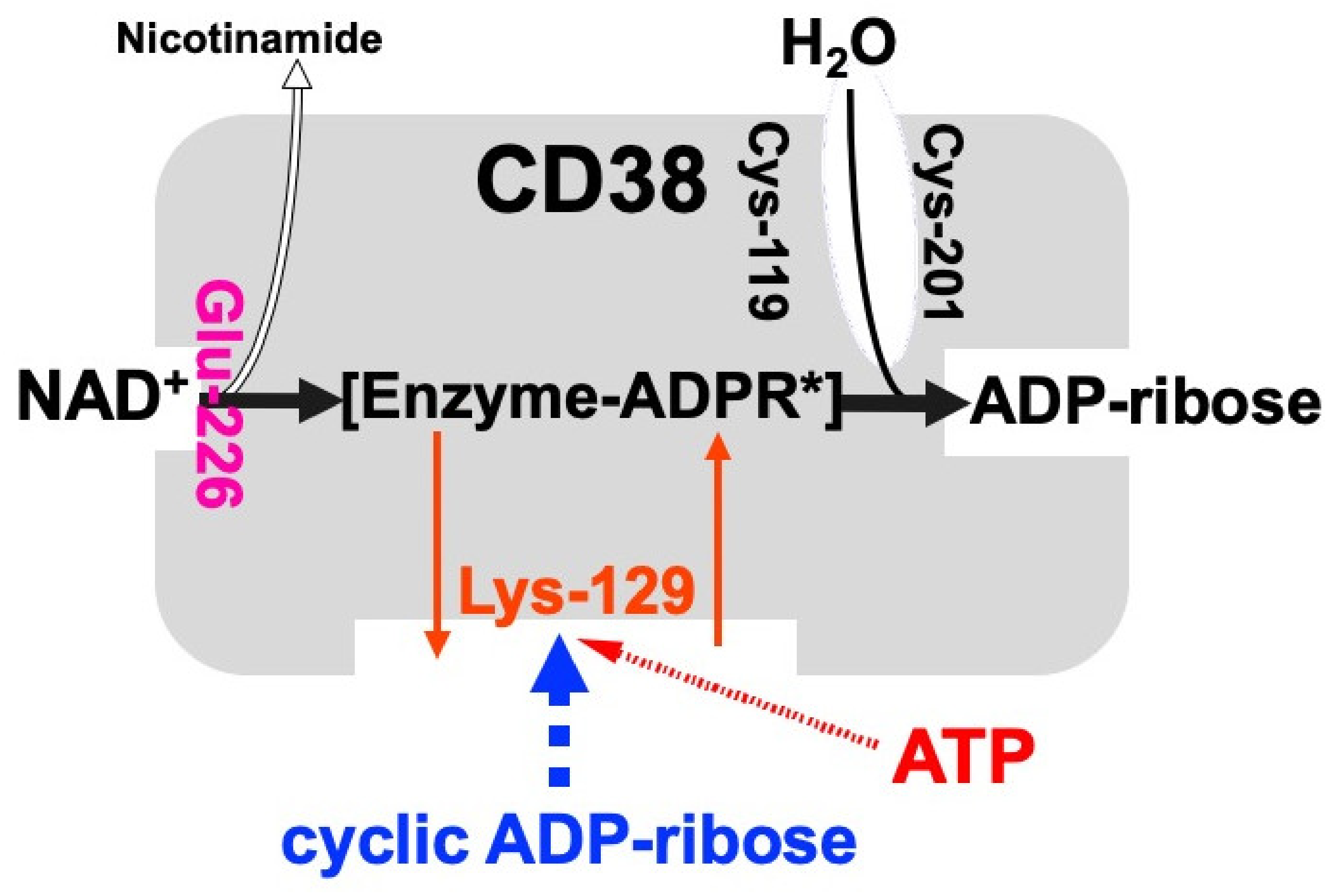 Ijms 23 04306 g002 Ijms 23 04306 g002