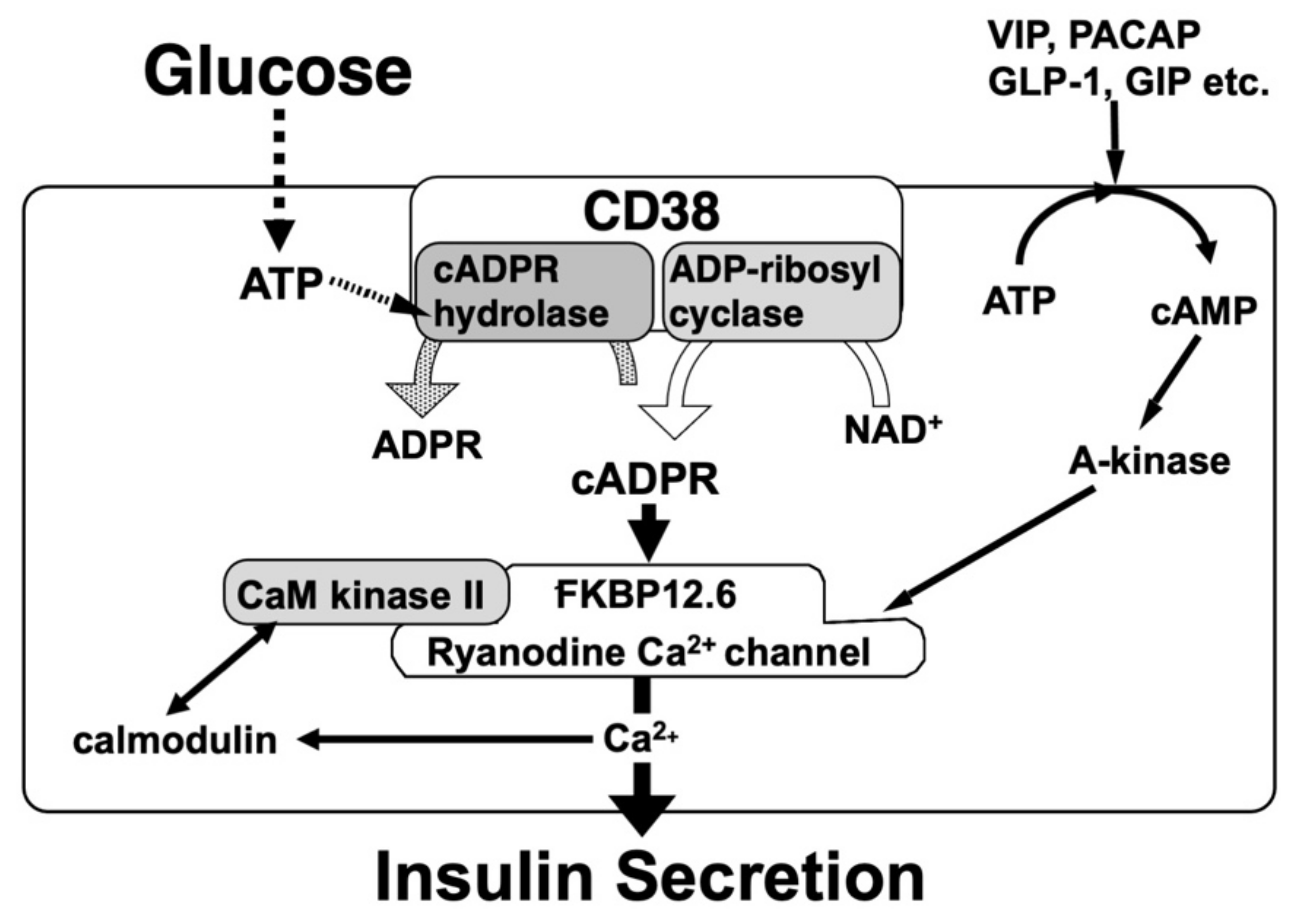 Ijms 23 04306 g005 Ijms 23 04306 g005