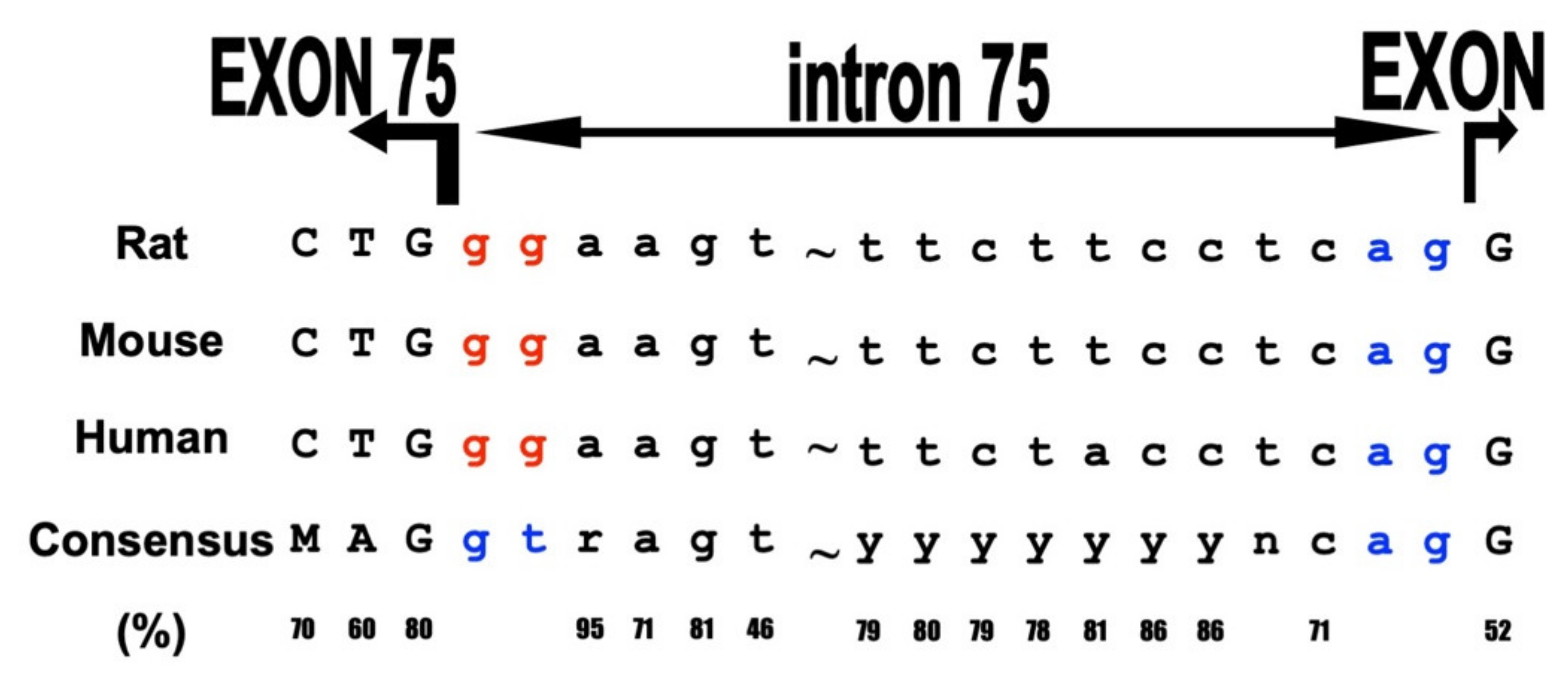 Ijms 23 04306 g006 Ijms 23 04306 g006