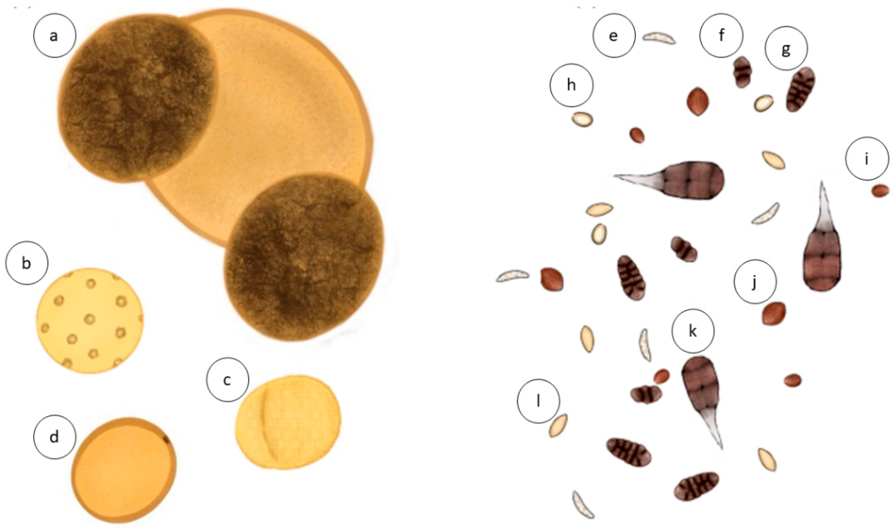 IJMS | Free Full-Text | Impact of Fungal Spores on Asthma Prevalence and  Hospitalization
