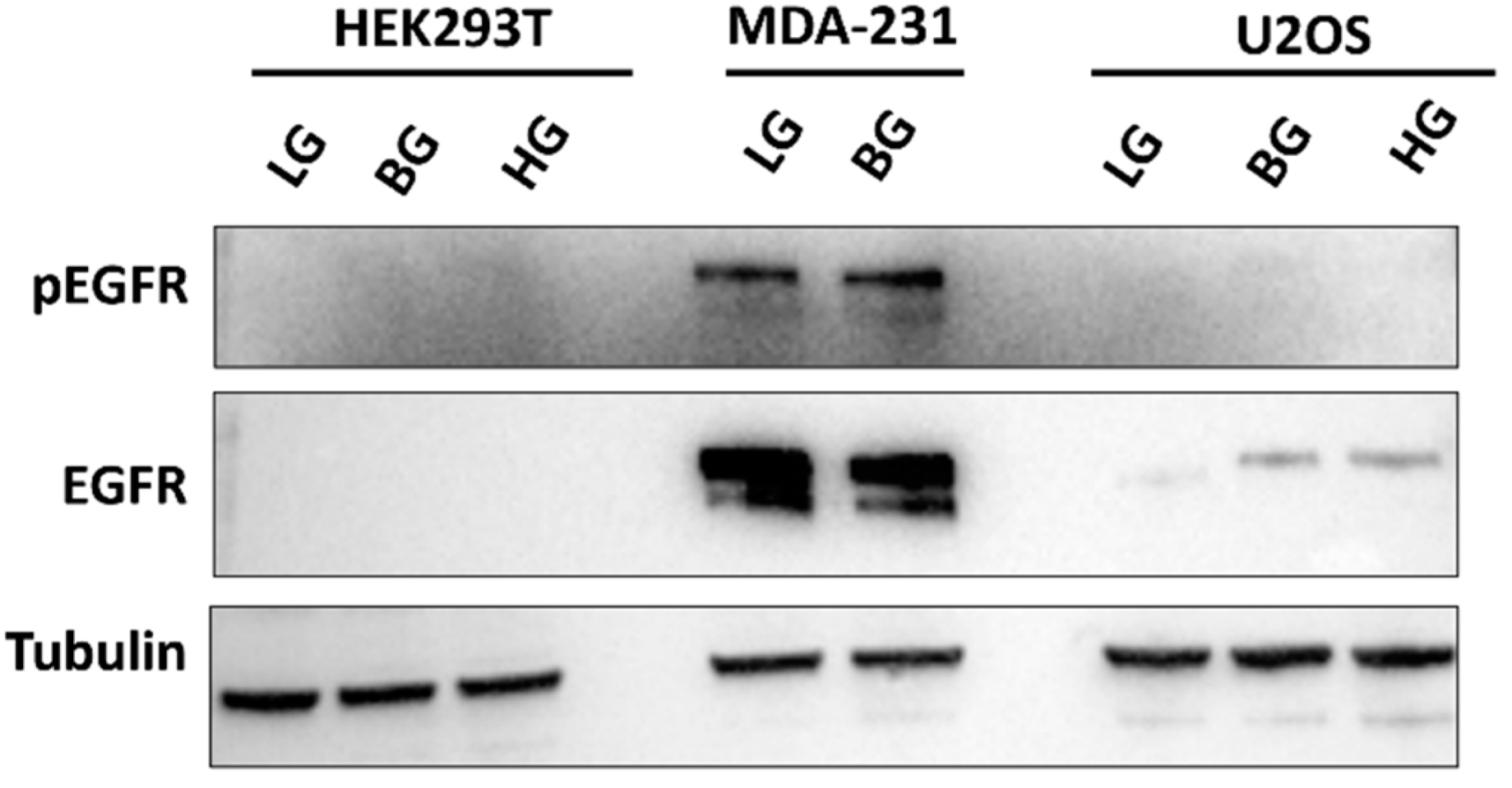 Ijms 23 04314 g010 550