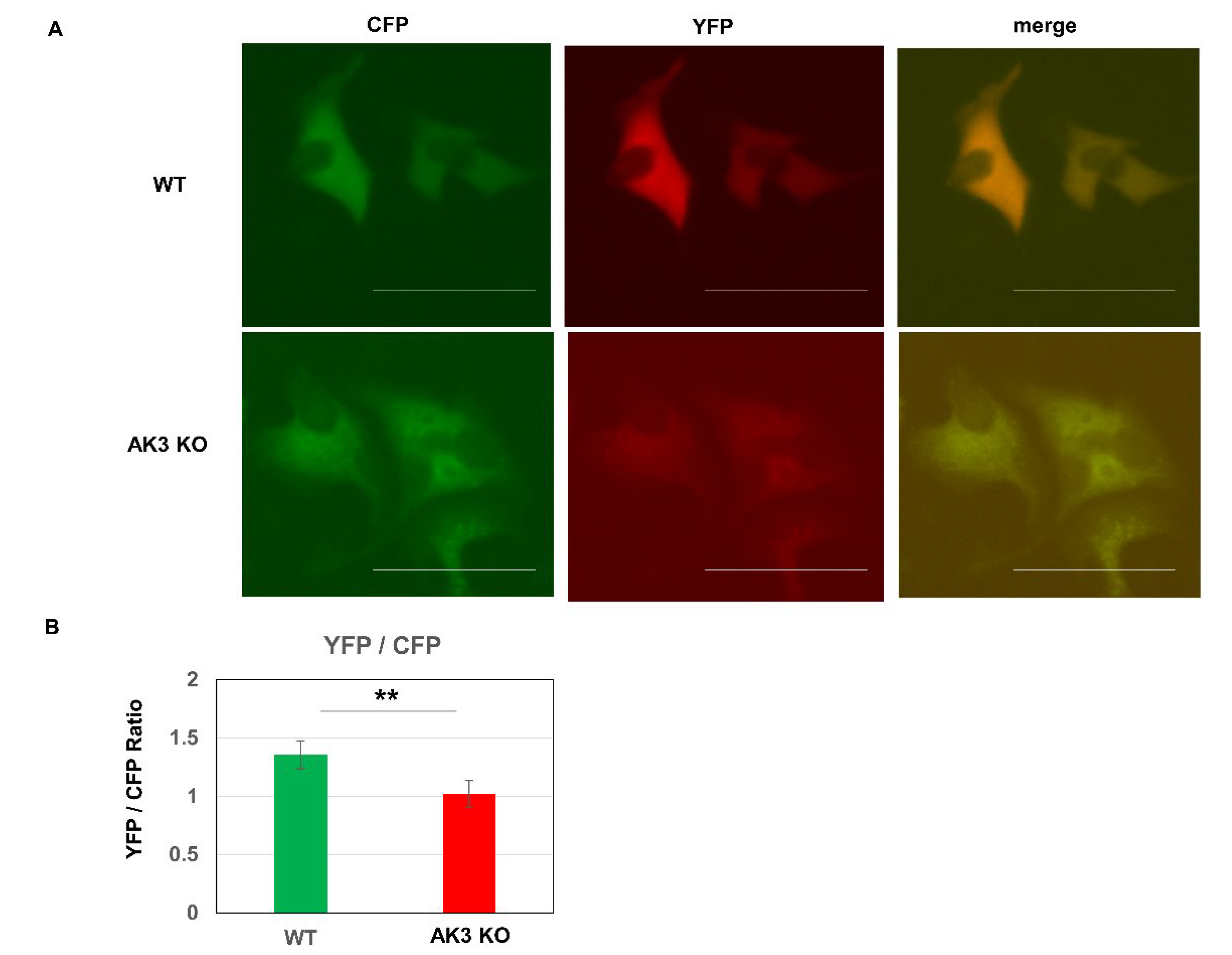 Ijms 23 04316 g005 550