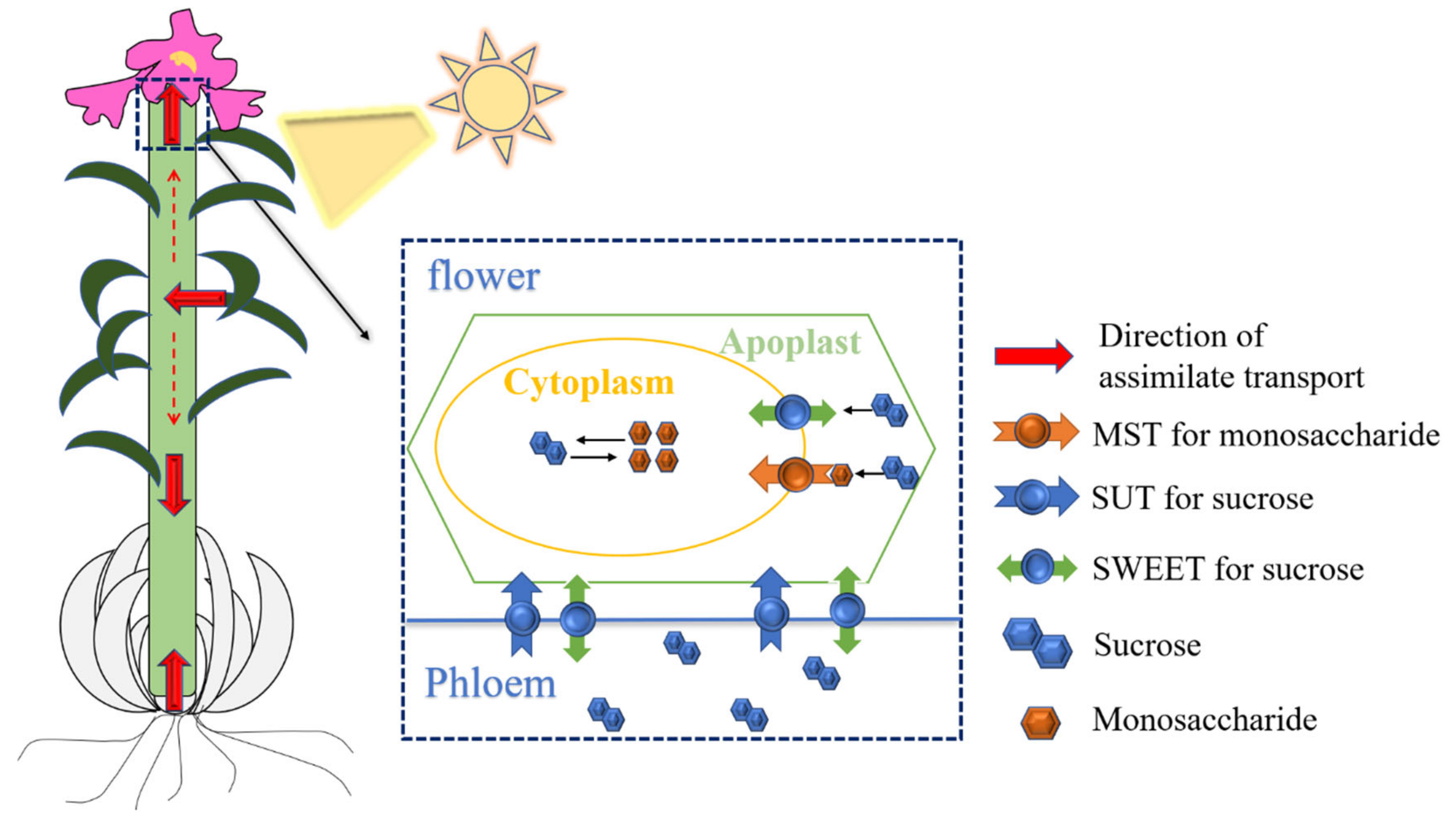 Ijms 23 04319 g005 550