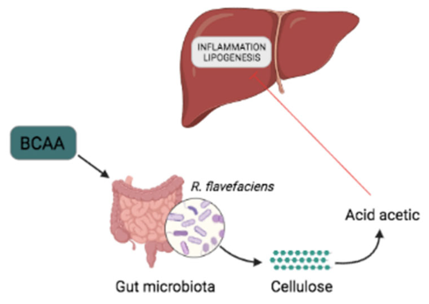 IJMS Free FullText Role of BranchedChain Amino Acid Metabolism in