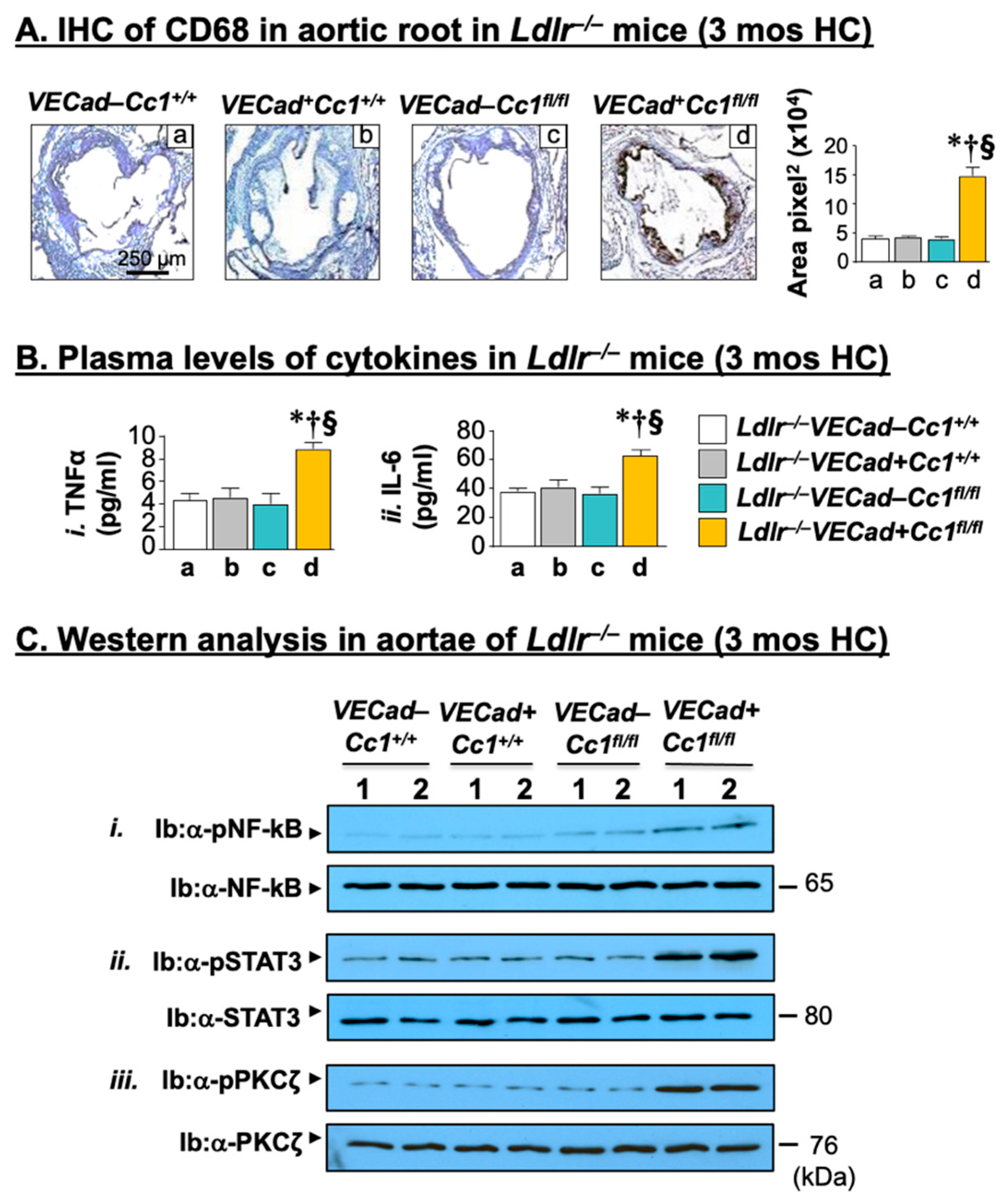 Ijms 23 04335 g002 Ijms 23 04335 g002