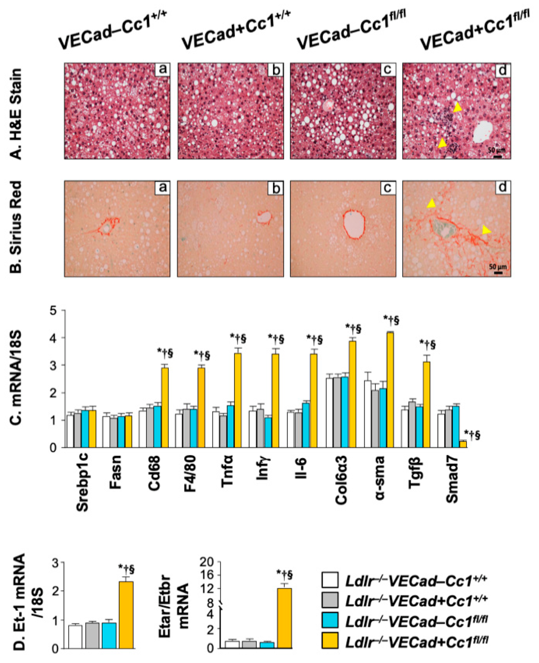 Ijms 23 04335 g007 Ijms 23 04335 g007