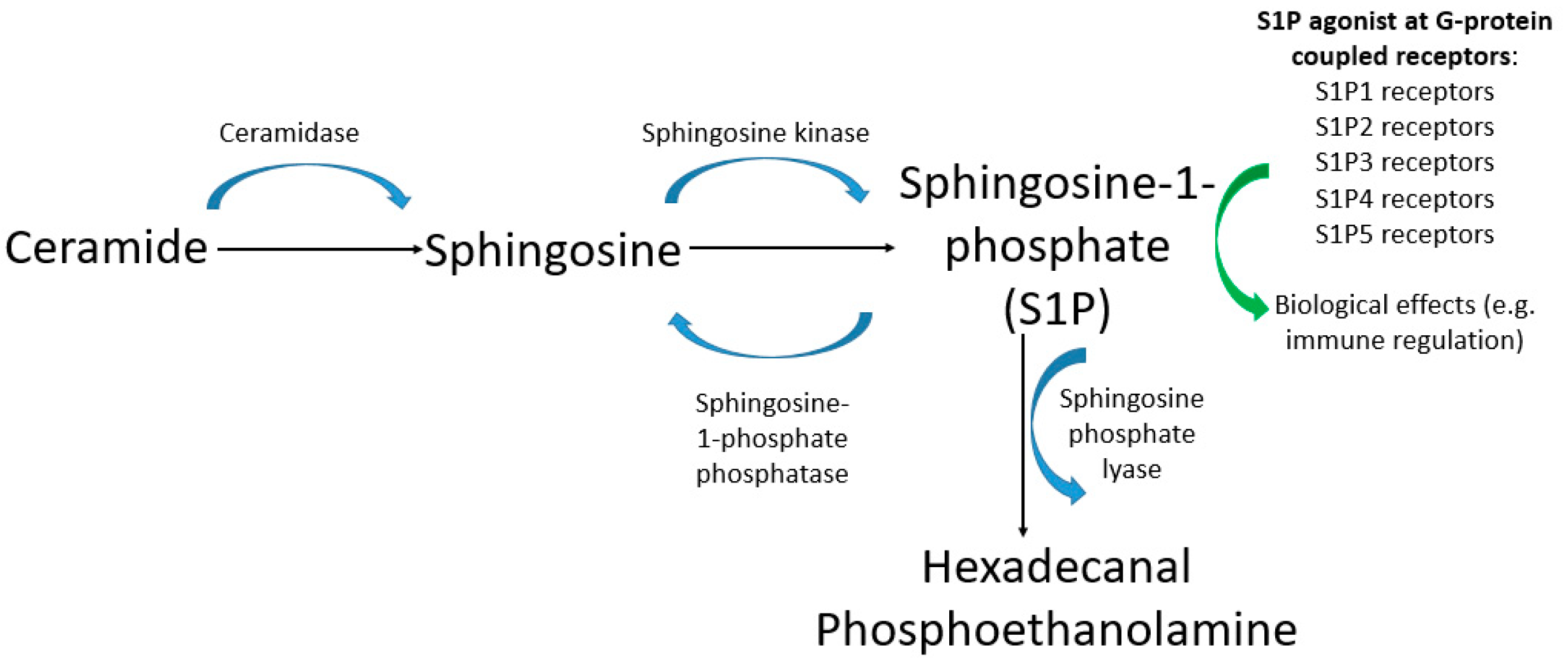 Ijms 23 04343 g002 550
