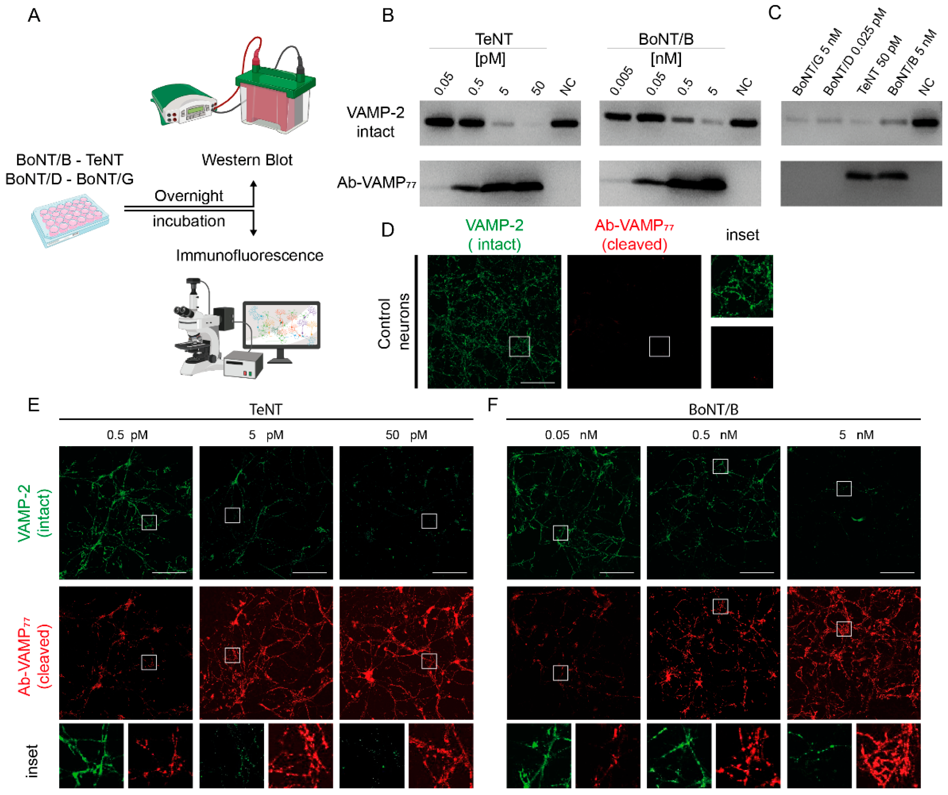Ijms 23 04355 g002 550
