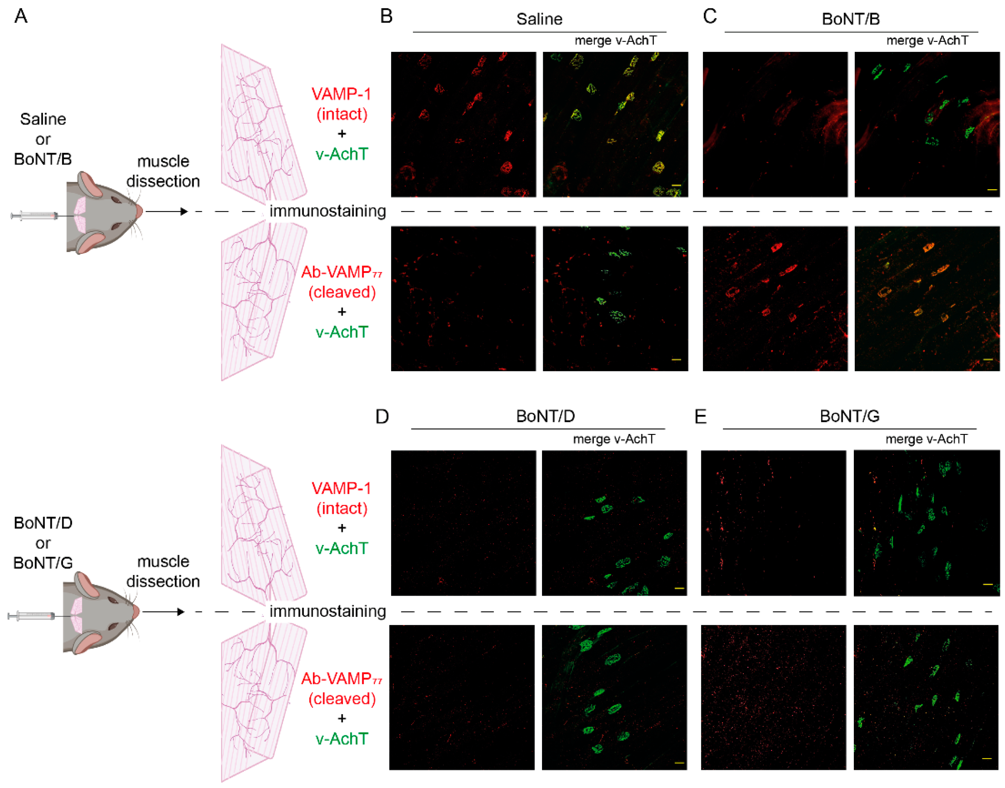 Ijms 23 04355 g003 550