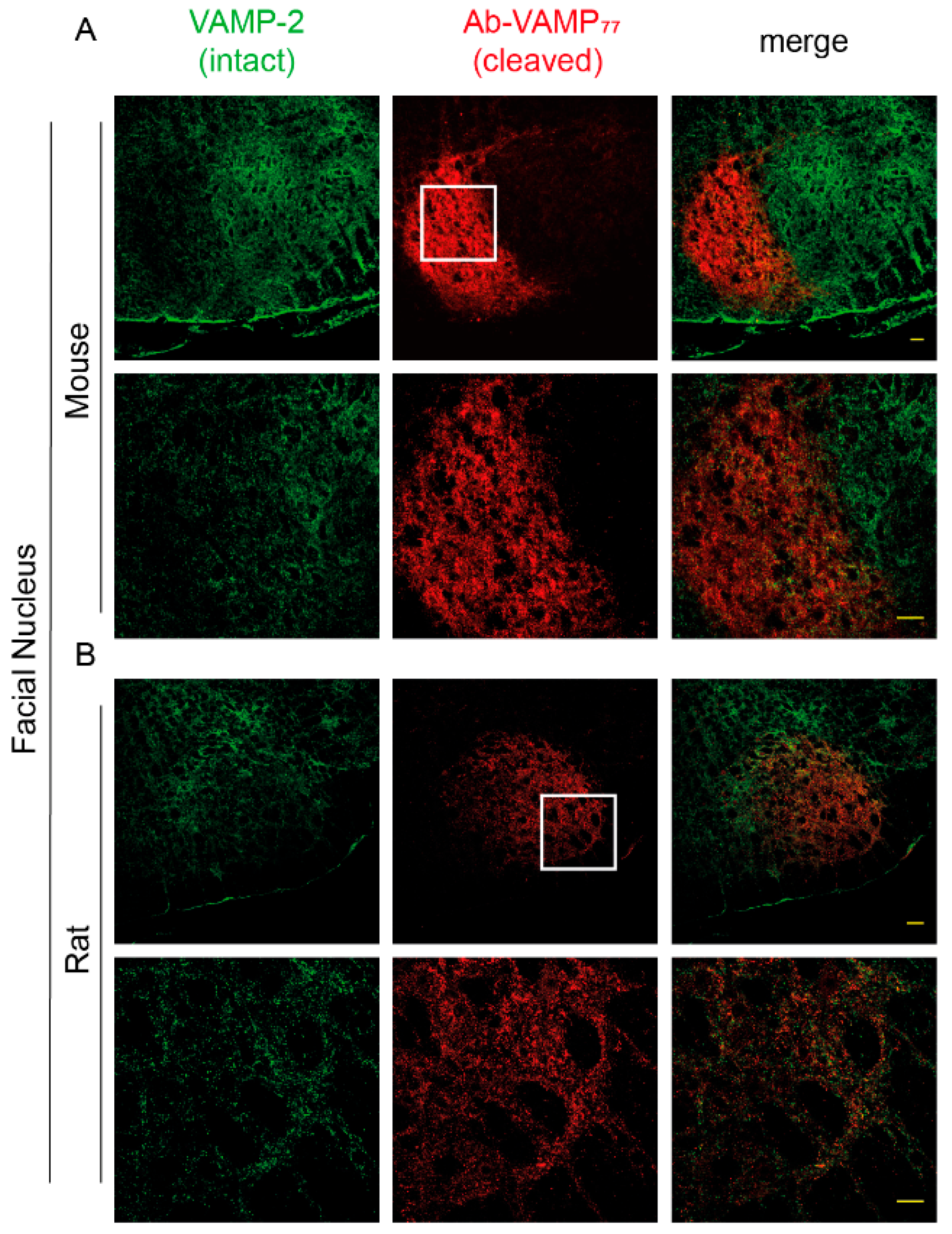 Ijms 23 04355 g004 550