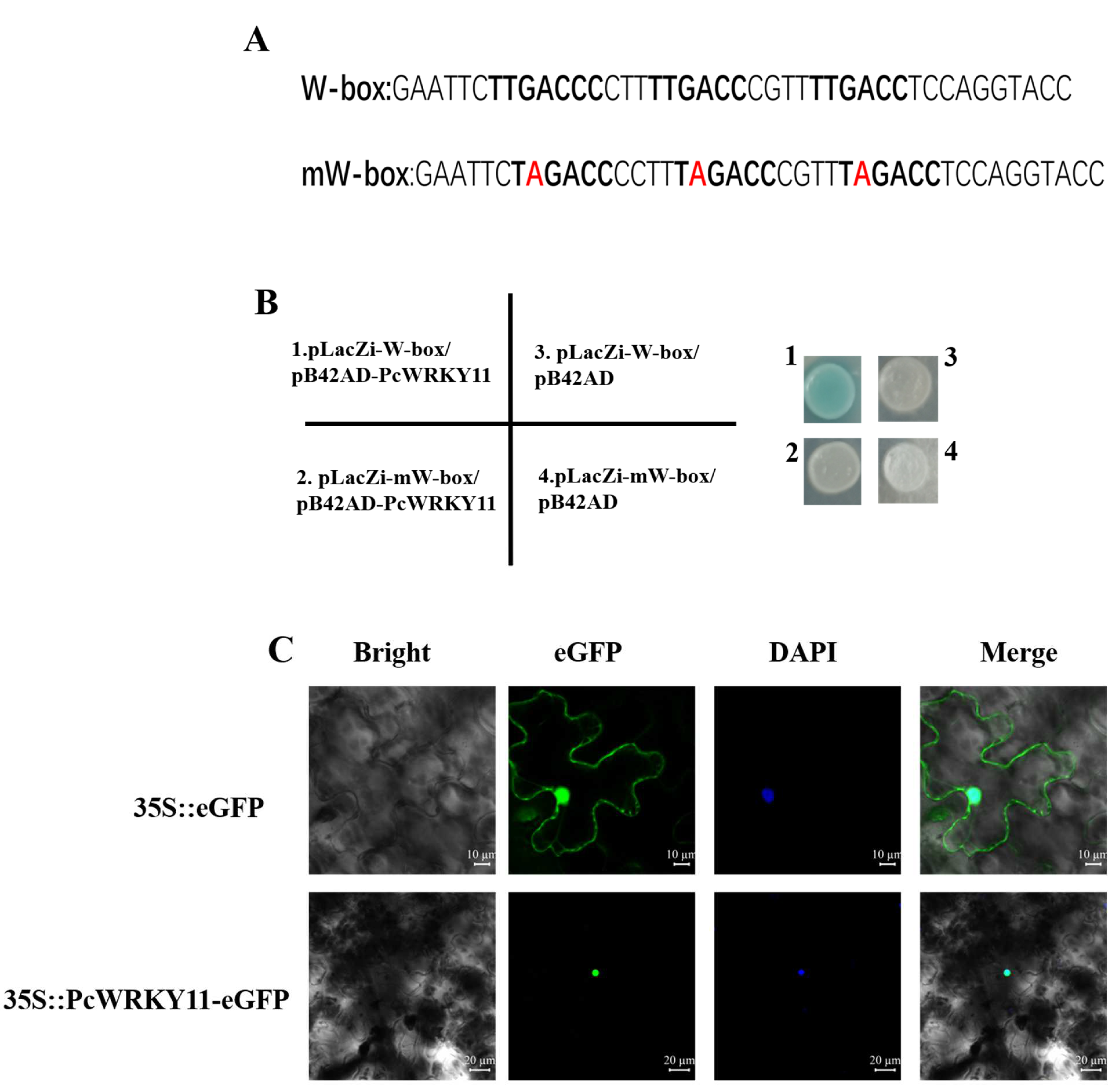 Ijms 23 04357 g003 Ijms 23 04357 g003