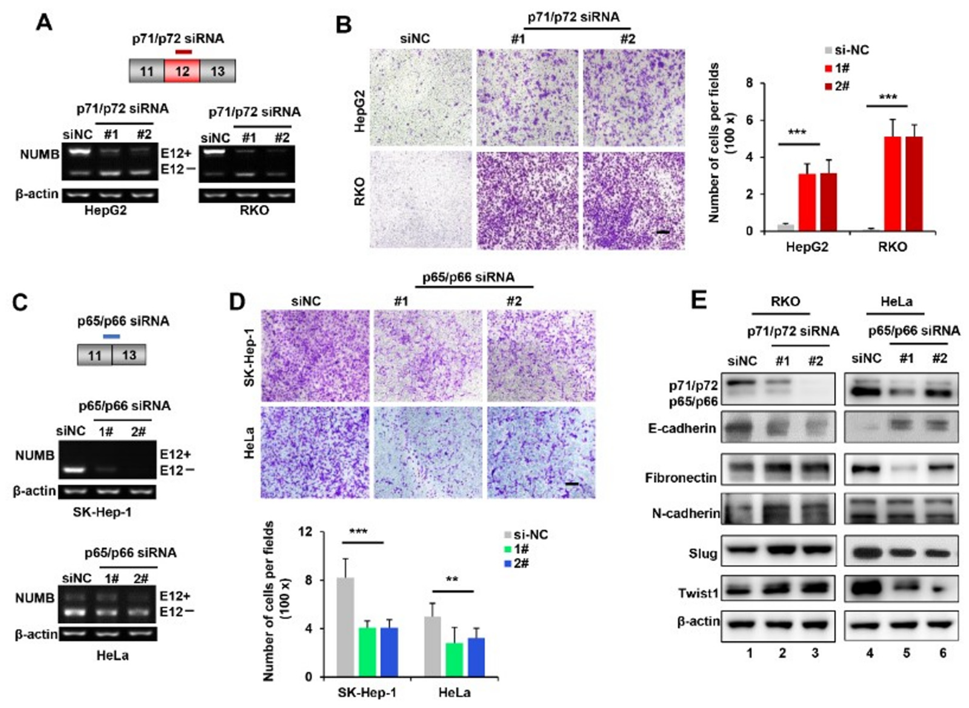 Ijms 23 04363 g002 550