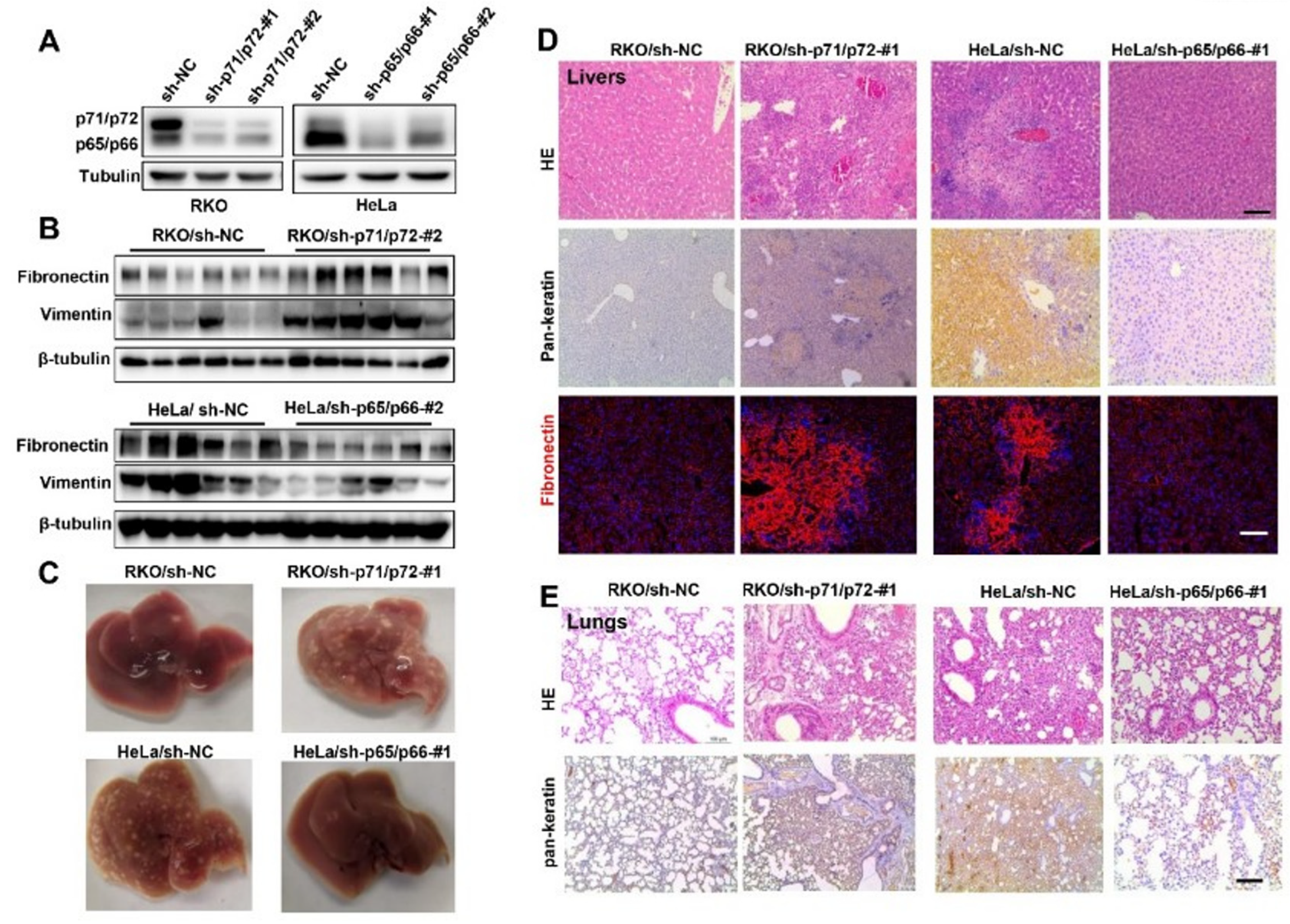 Ijms 23 04363 g003 550