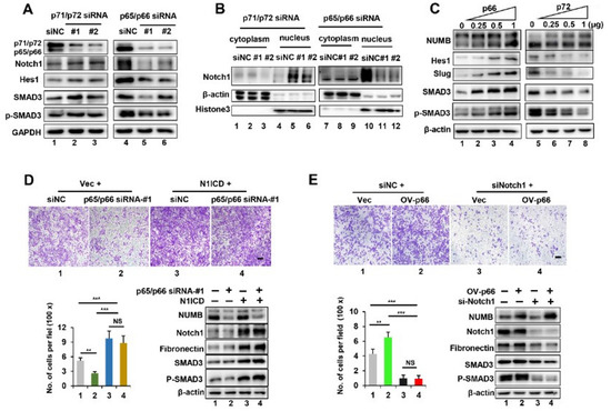 Exclusion of NUMB Exon12 Controls Cancer Cell Migration