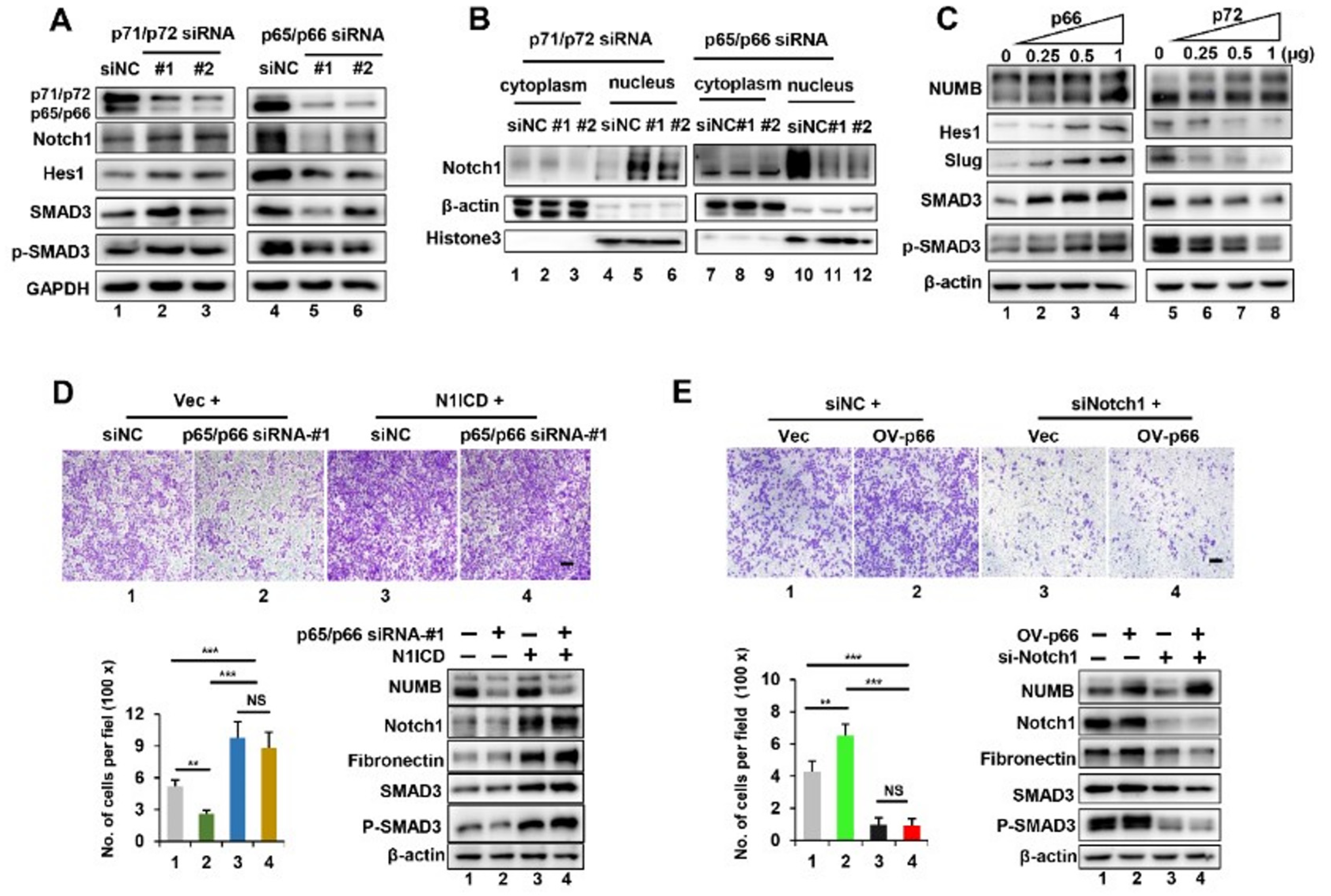 Ijms 23 04363 g004 550