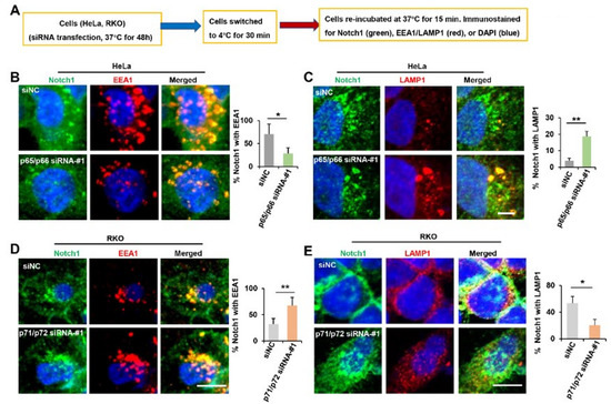 Exclusion of NUMB Exon12 Controls Cancer Cell Migration