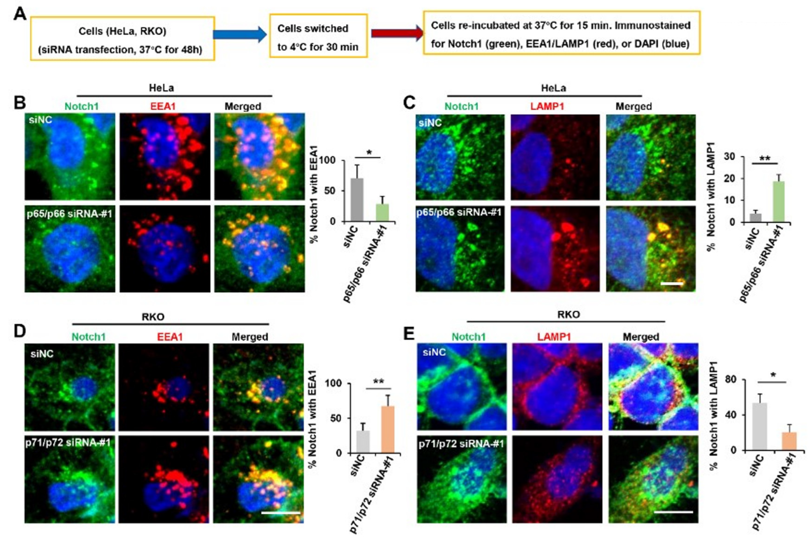 Ijms 23 04363 g006 550