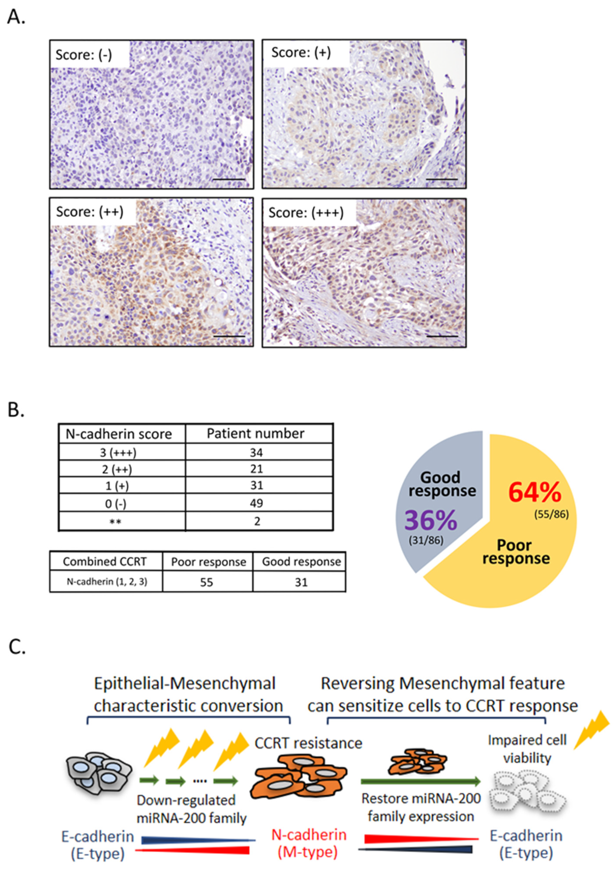 Ijms 23 04367 g005 Ijms 23 04367 g005