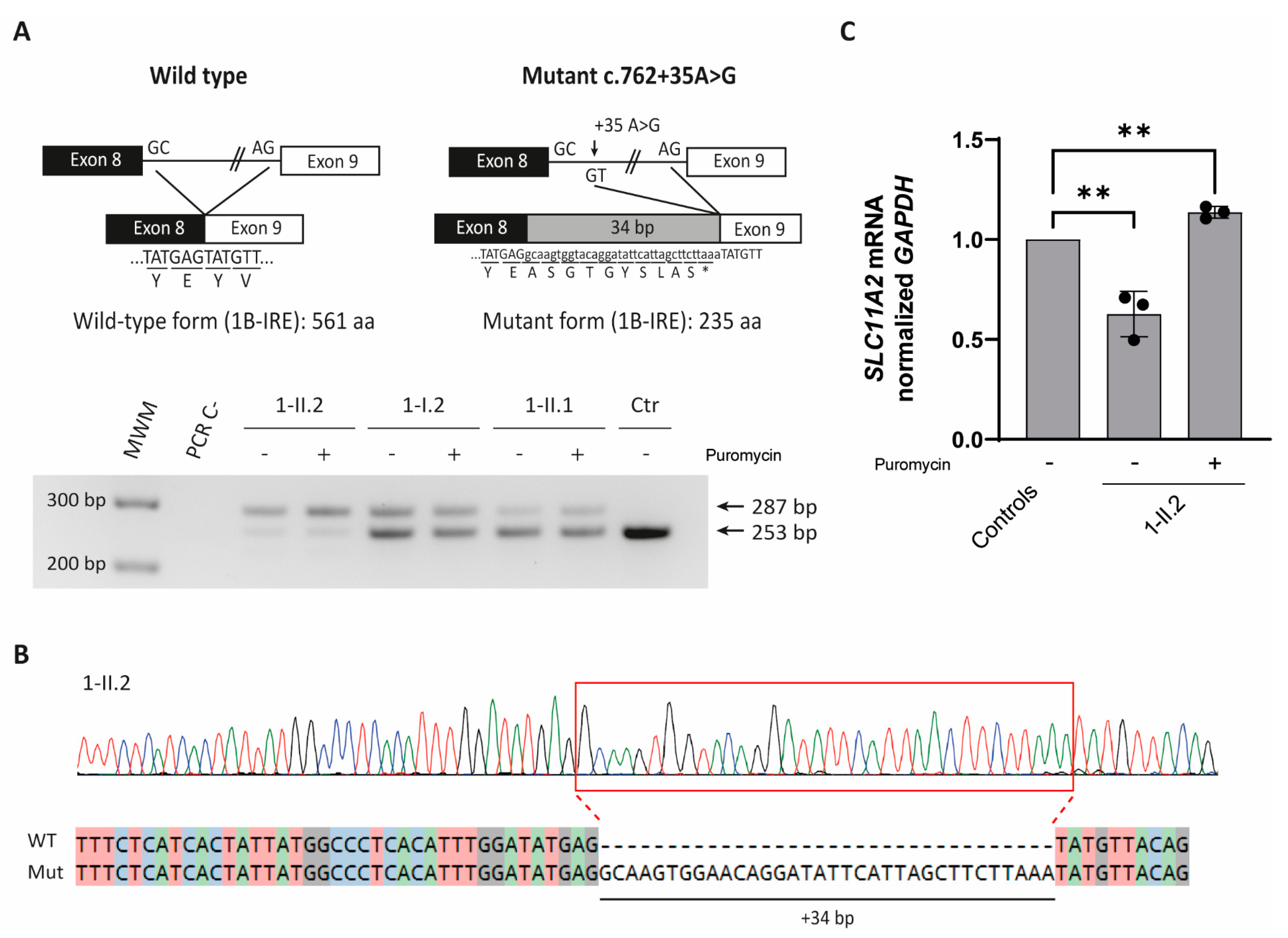 Ijms 23 04406 g002 550