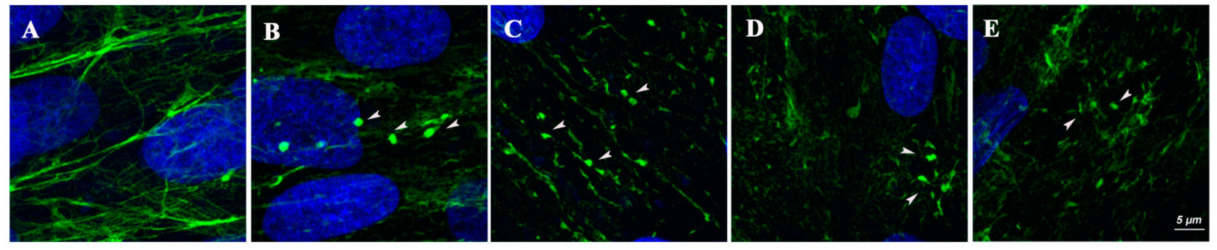 Ijms 23 04410 g004 550