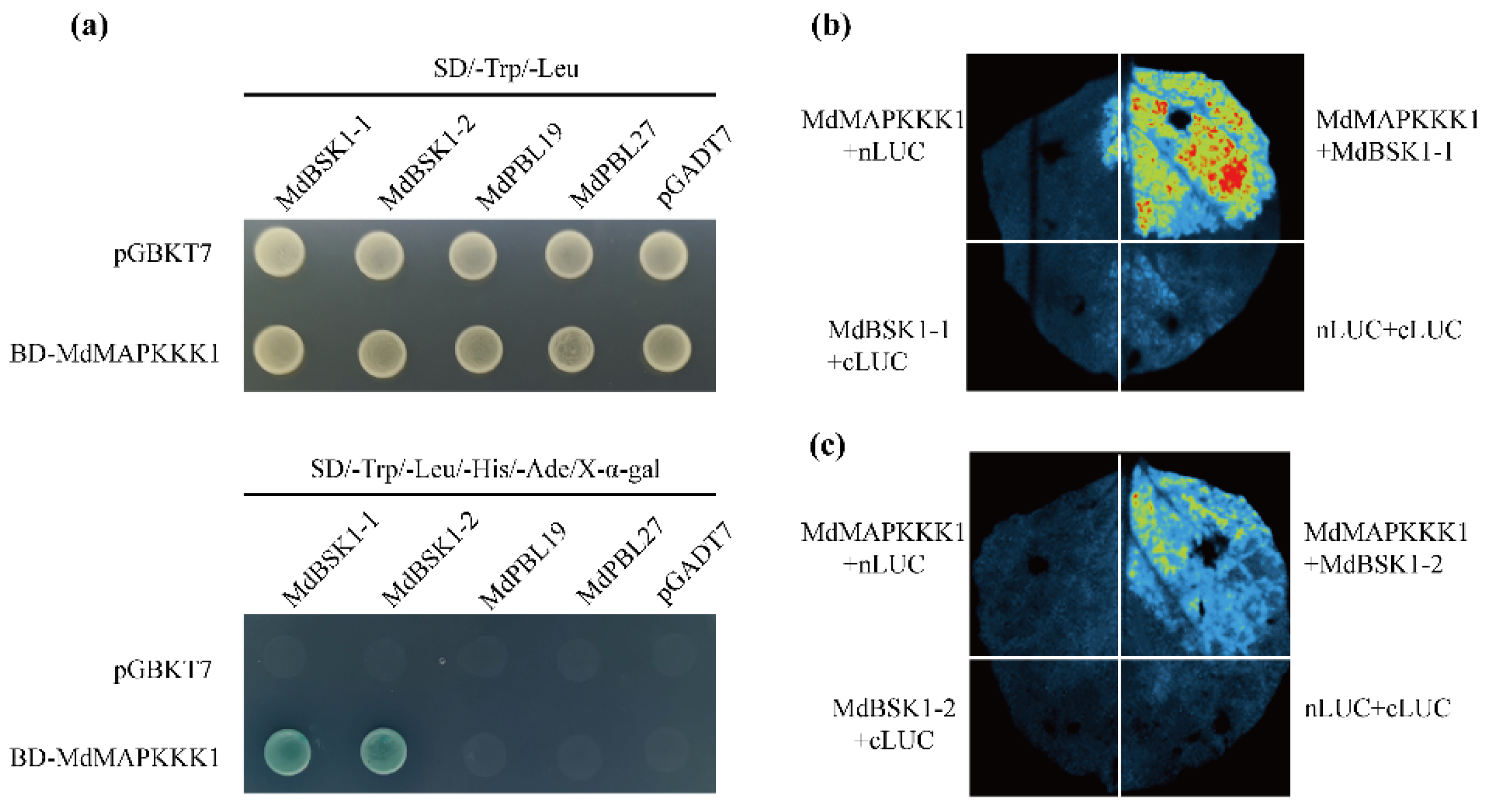 Ijms 23 04415 g005 550