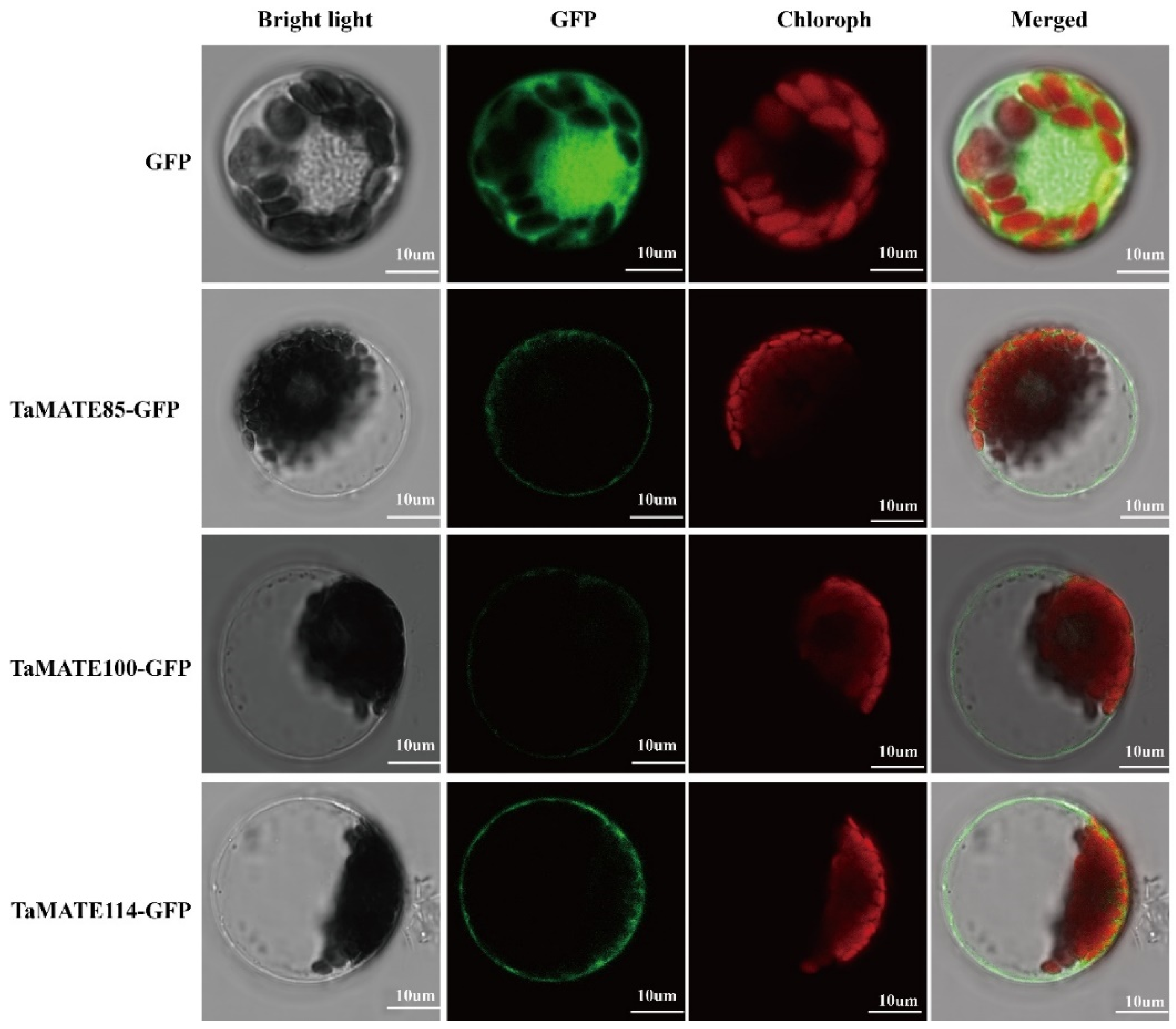 Ijms 23 04418 g004 550