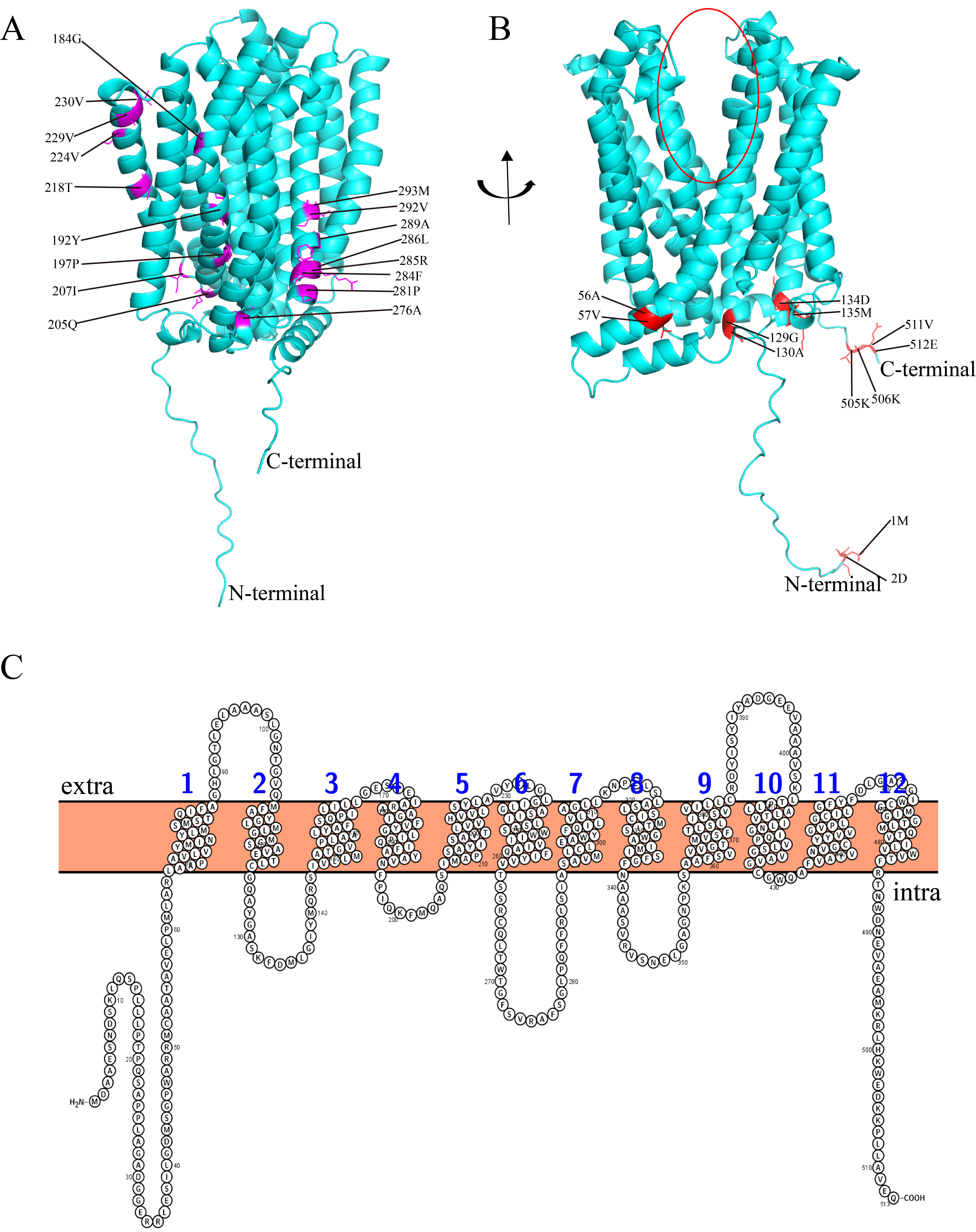 Ijms 23 04418 g005 550