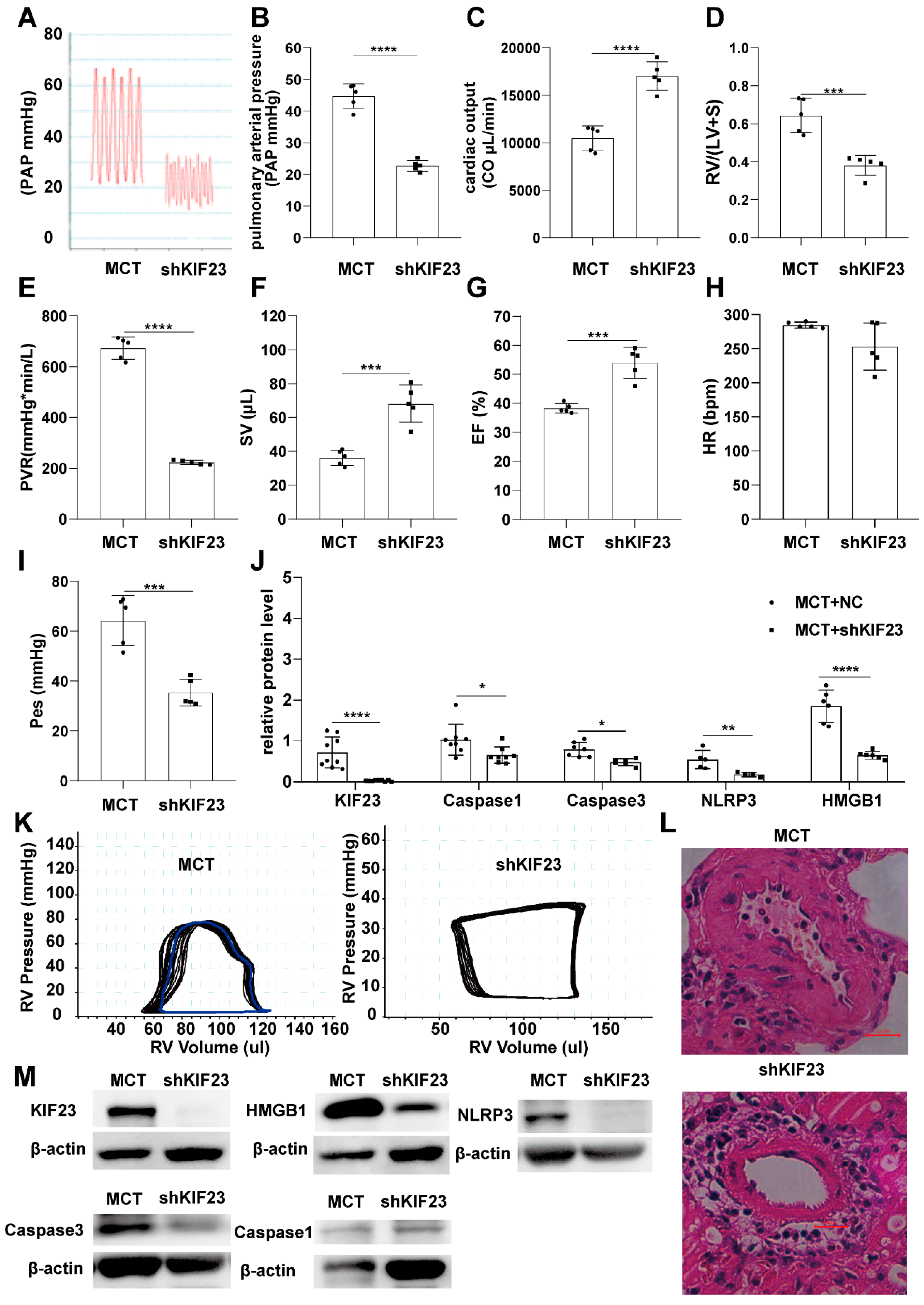 Ijms 23 04436 g007 550