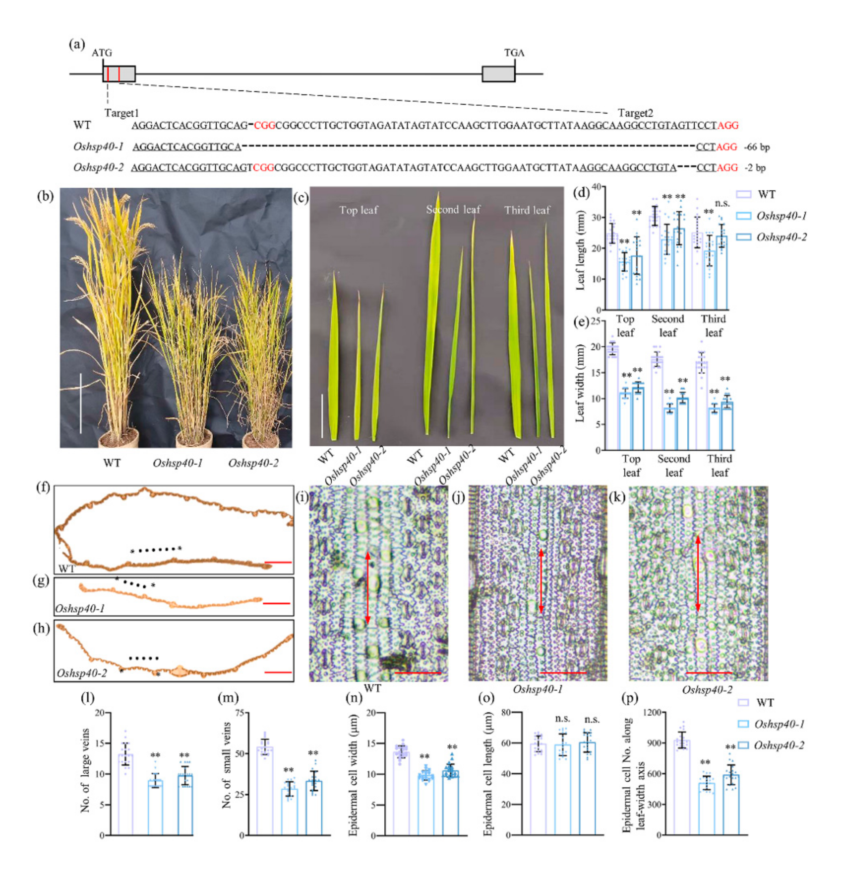 Ijms 23 04446 g004 550