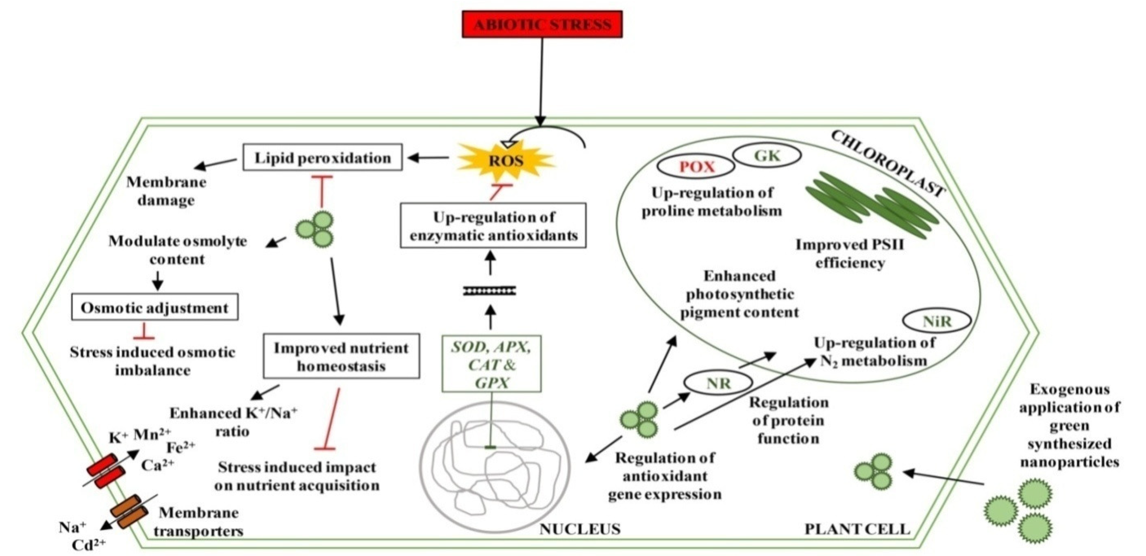 Ijms 23 04452 g003 550