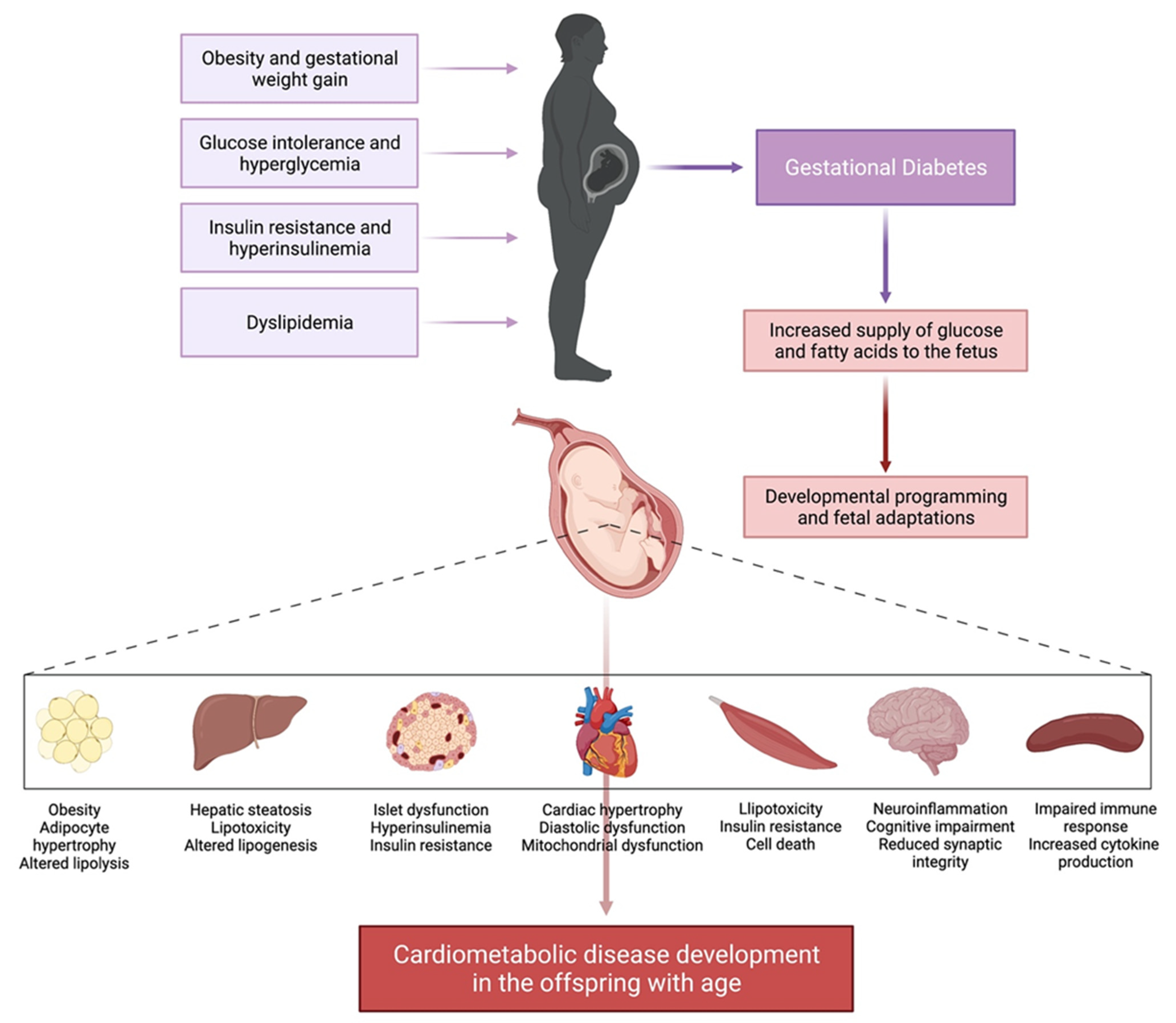 IJMS Free Full-Text Recent Experimental Studies of Maternal Obesity, Diabetes during Pregnancy and the Developmental Origins of Cardiovascular Disease photo picture picture