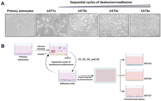 LIVE/DEAD Cell assay. a Control for live cells (normal astrocytes