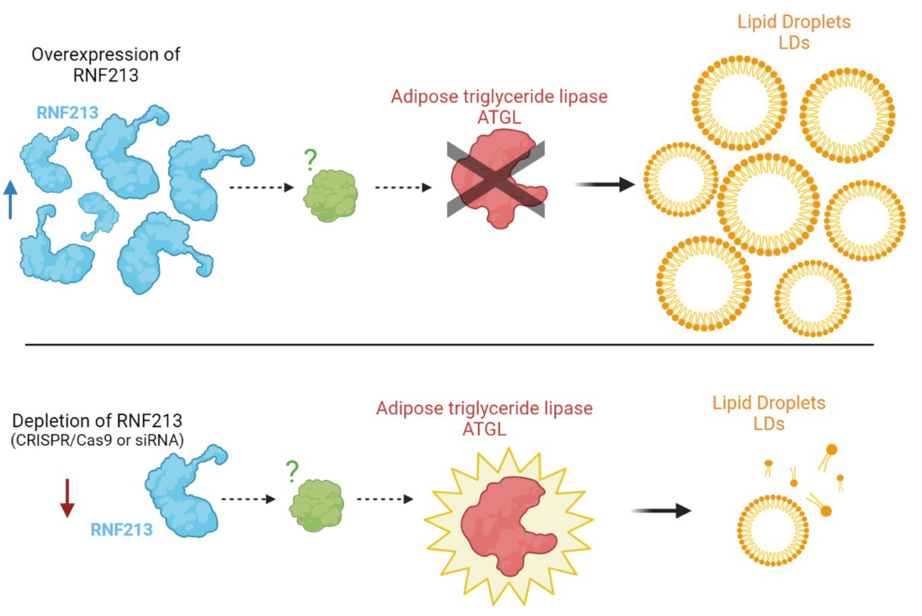 Ijms 23 04492 g002 550