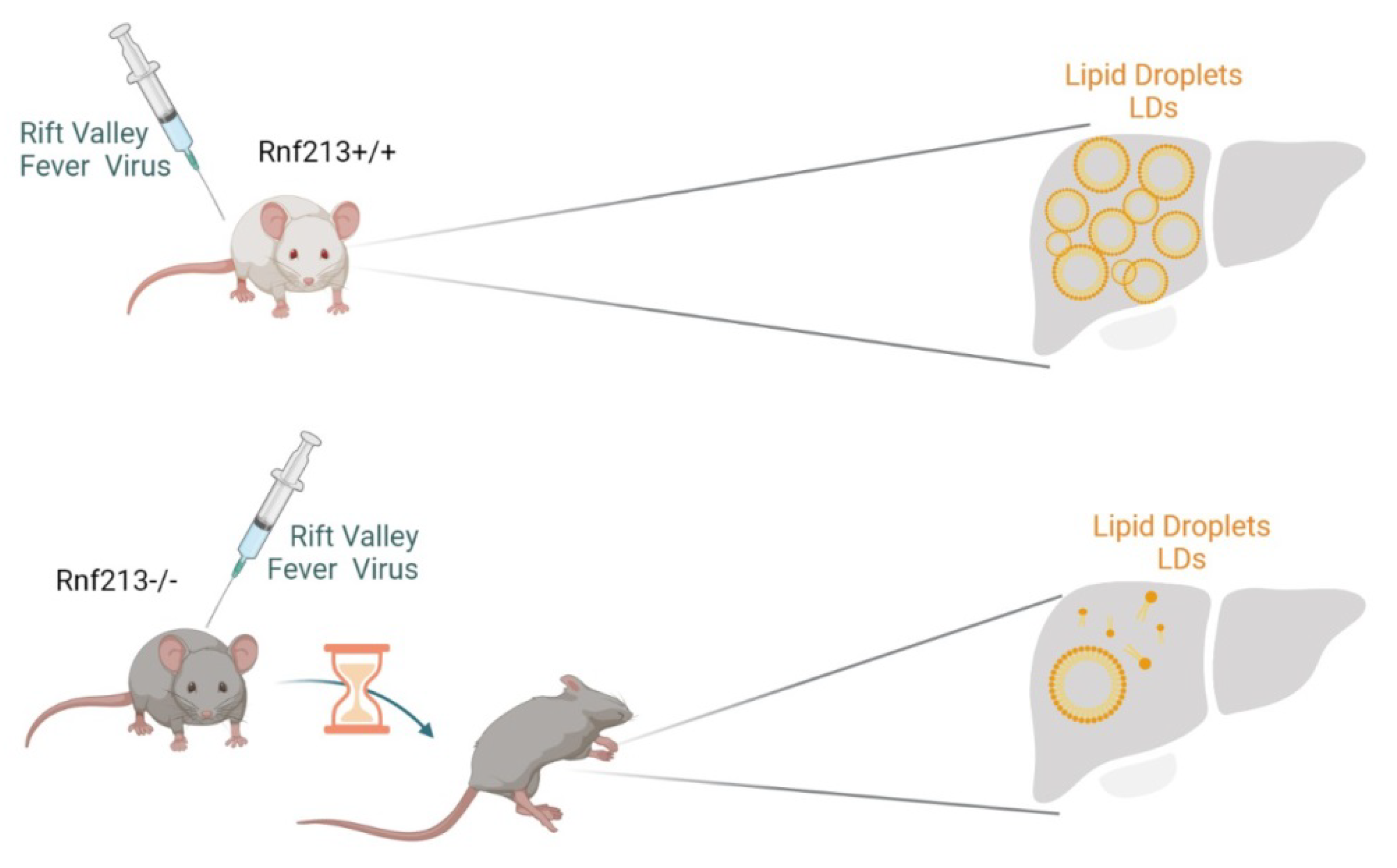 Ijms 23 04492 g003 550