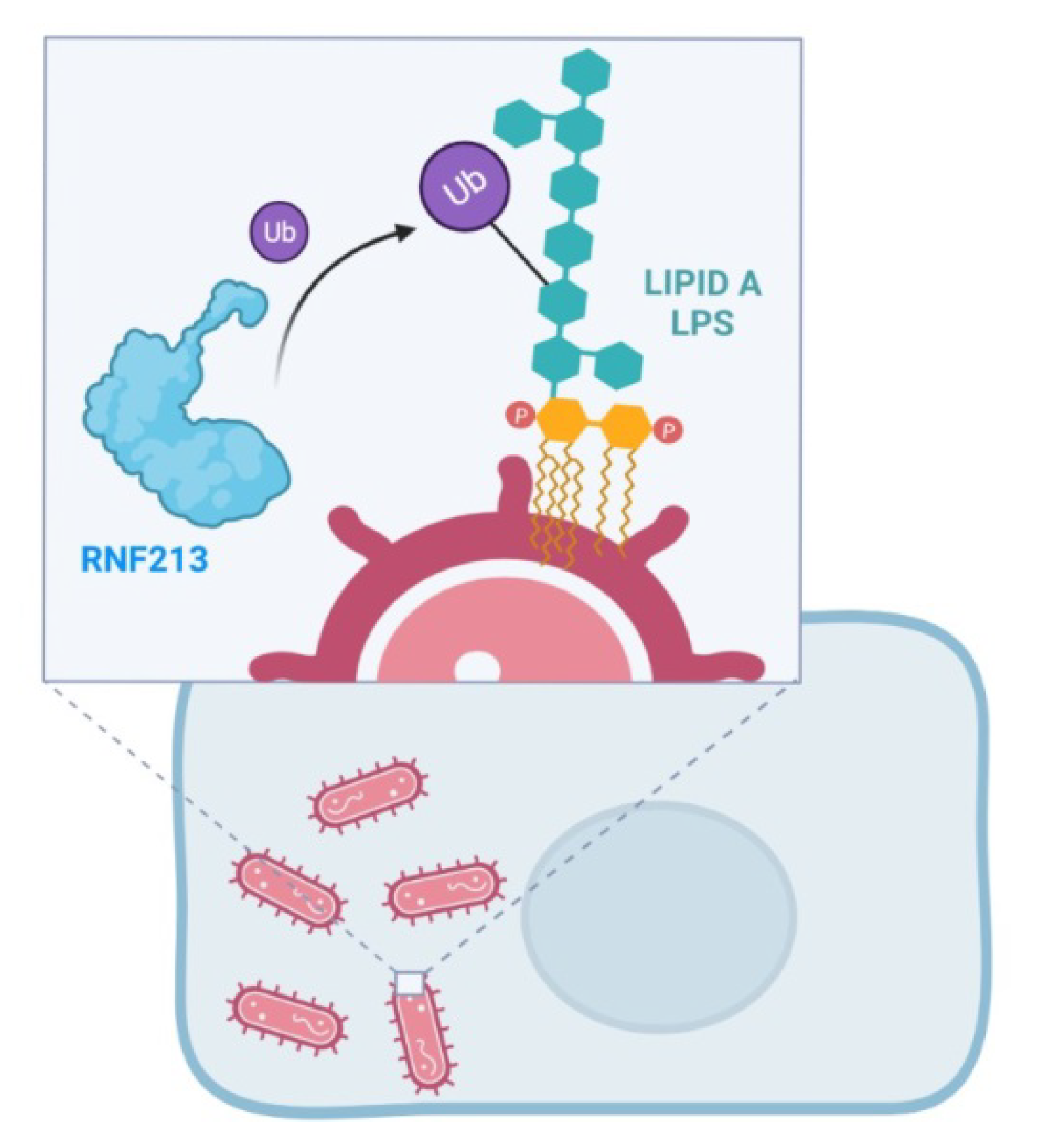 Ijms 23 04492 g004 550
