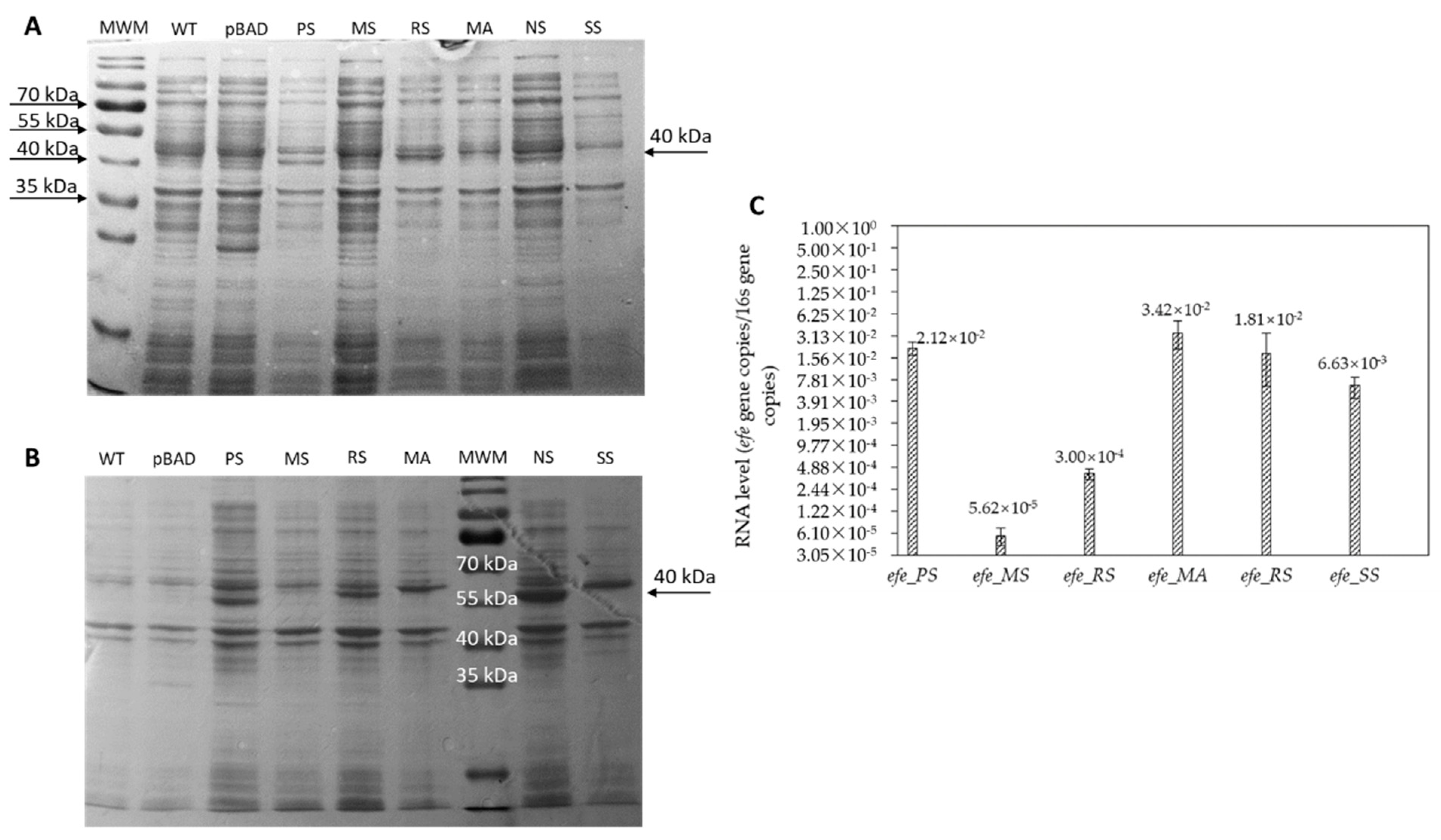 Ijms 23 04500 g005 550