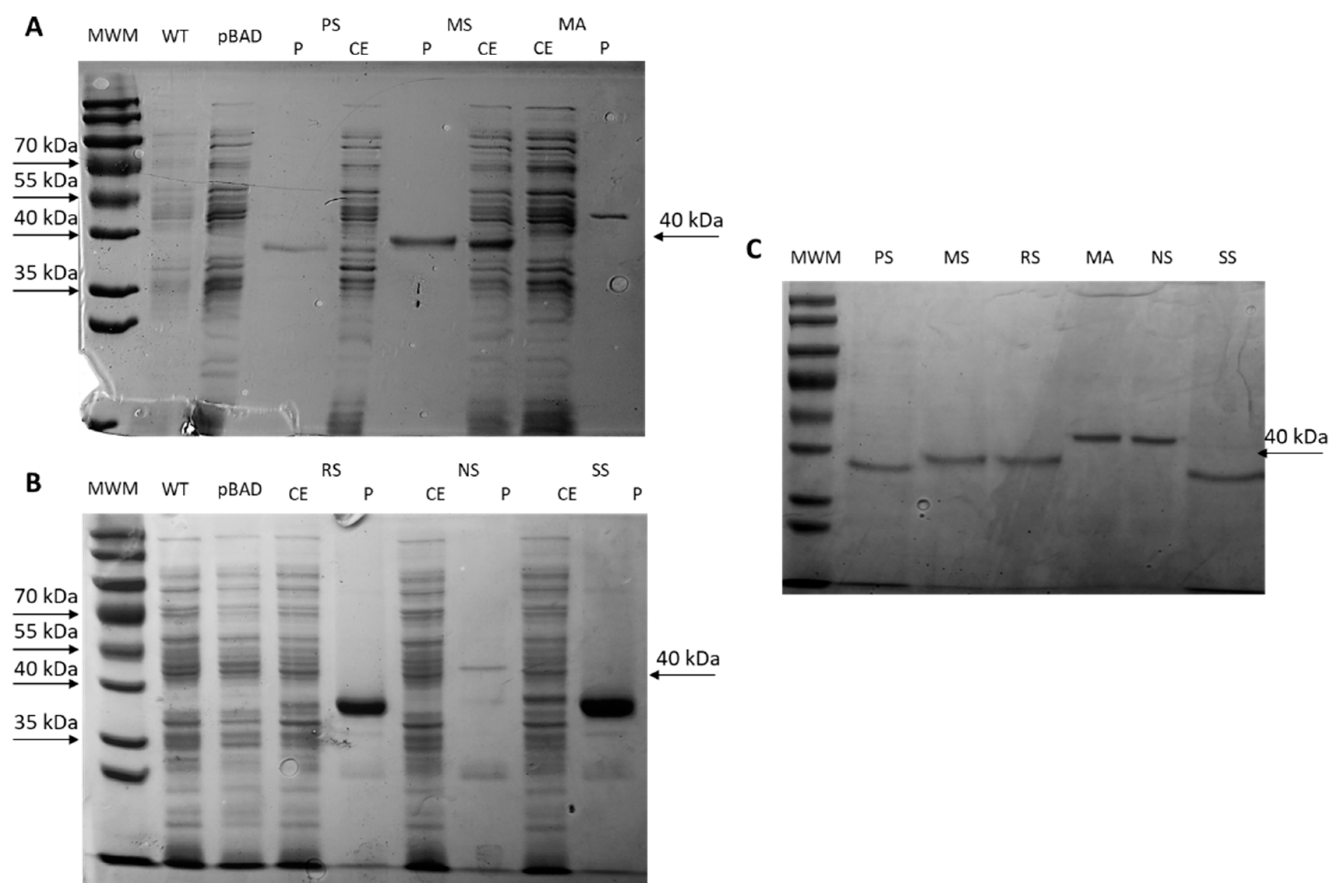 Ijms 23 04500 g006 550