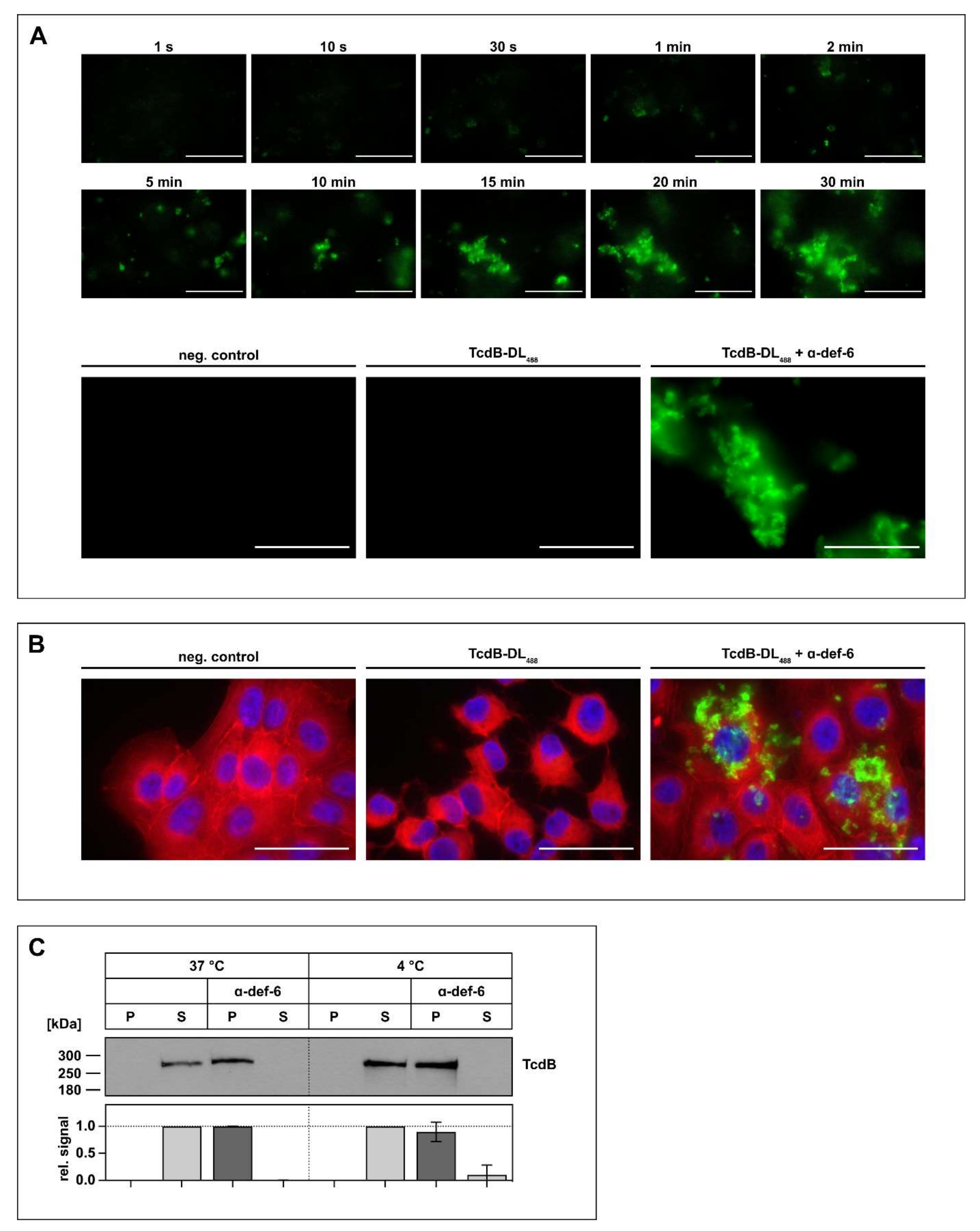 Ijms 23 04509 g002 550