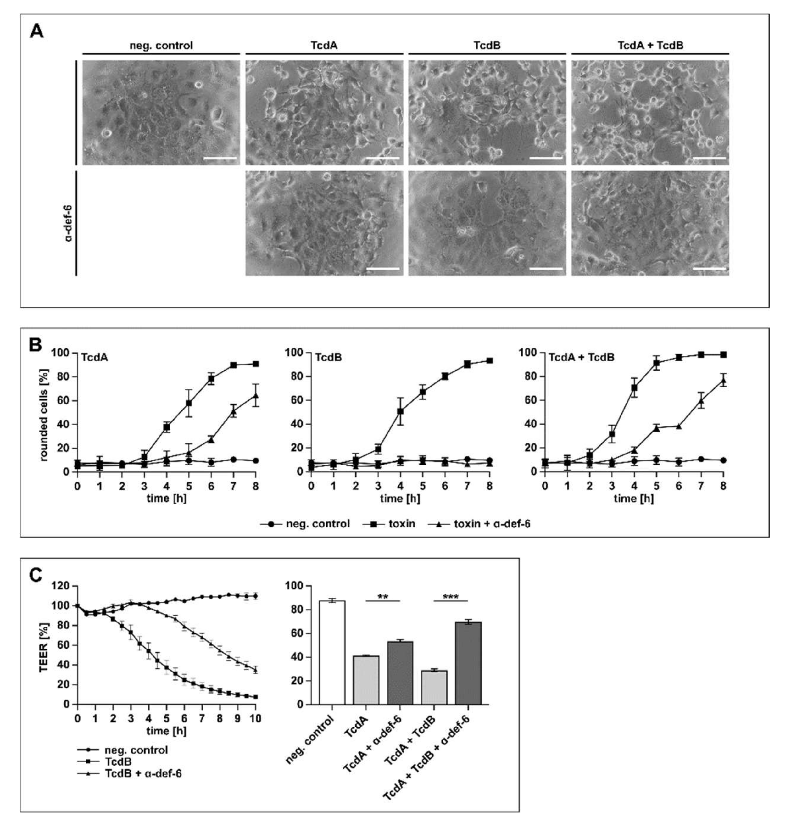Ijms 23 04509 g005 550