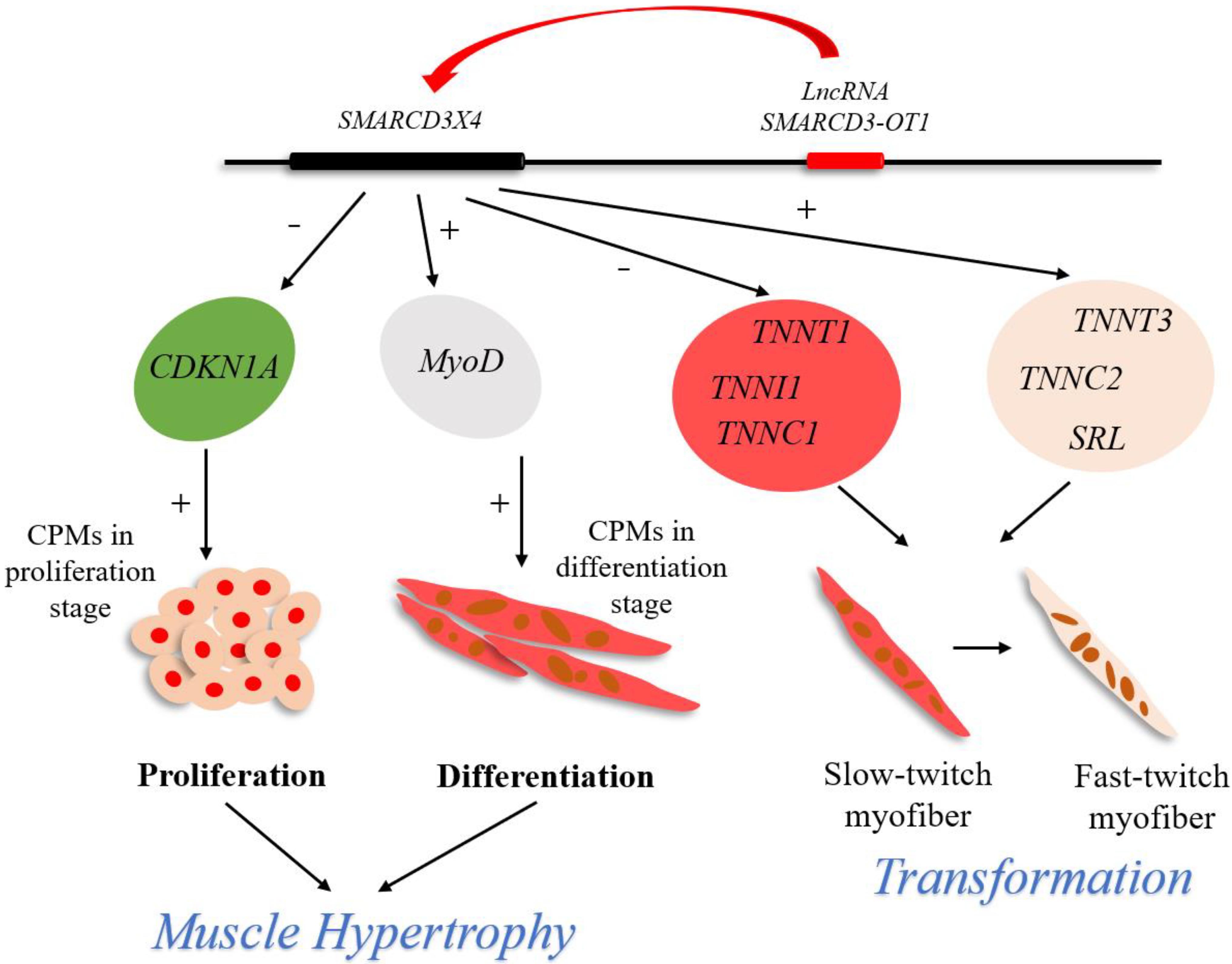 Ijms 23 04510 g009 550
