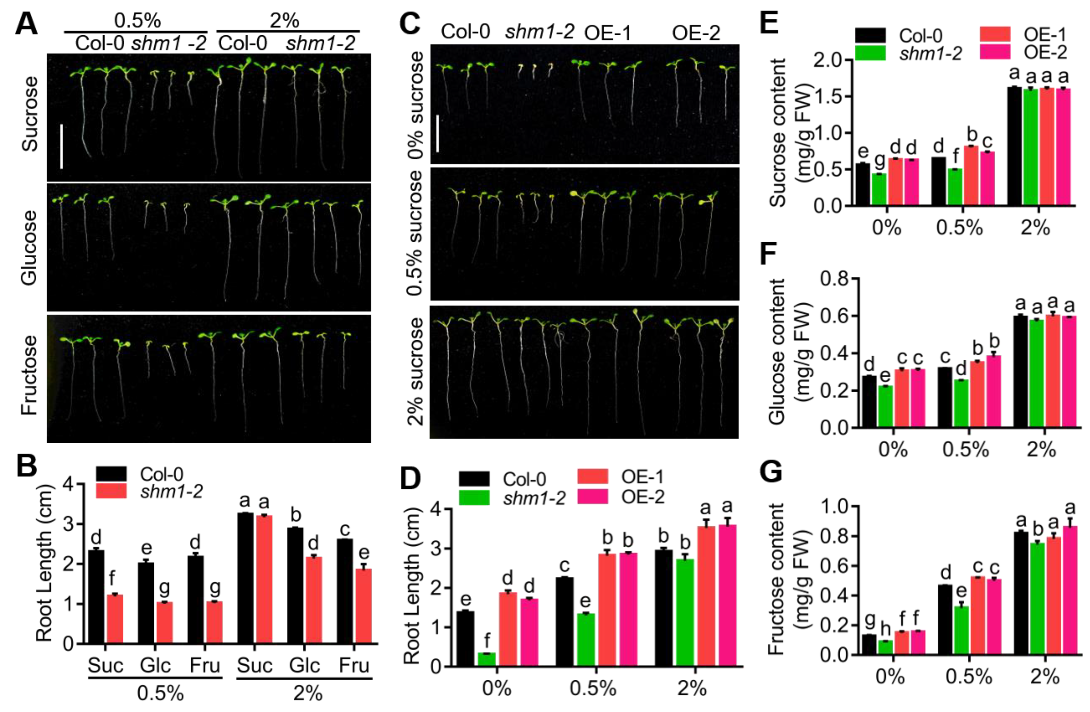 Ijms 23 04540 g002 Ijms 23 04540 g002