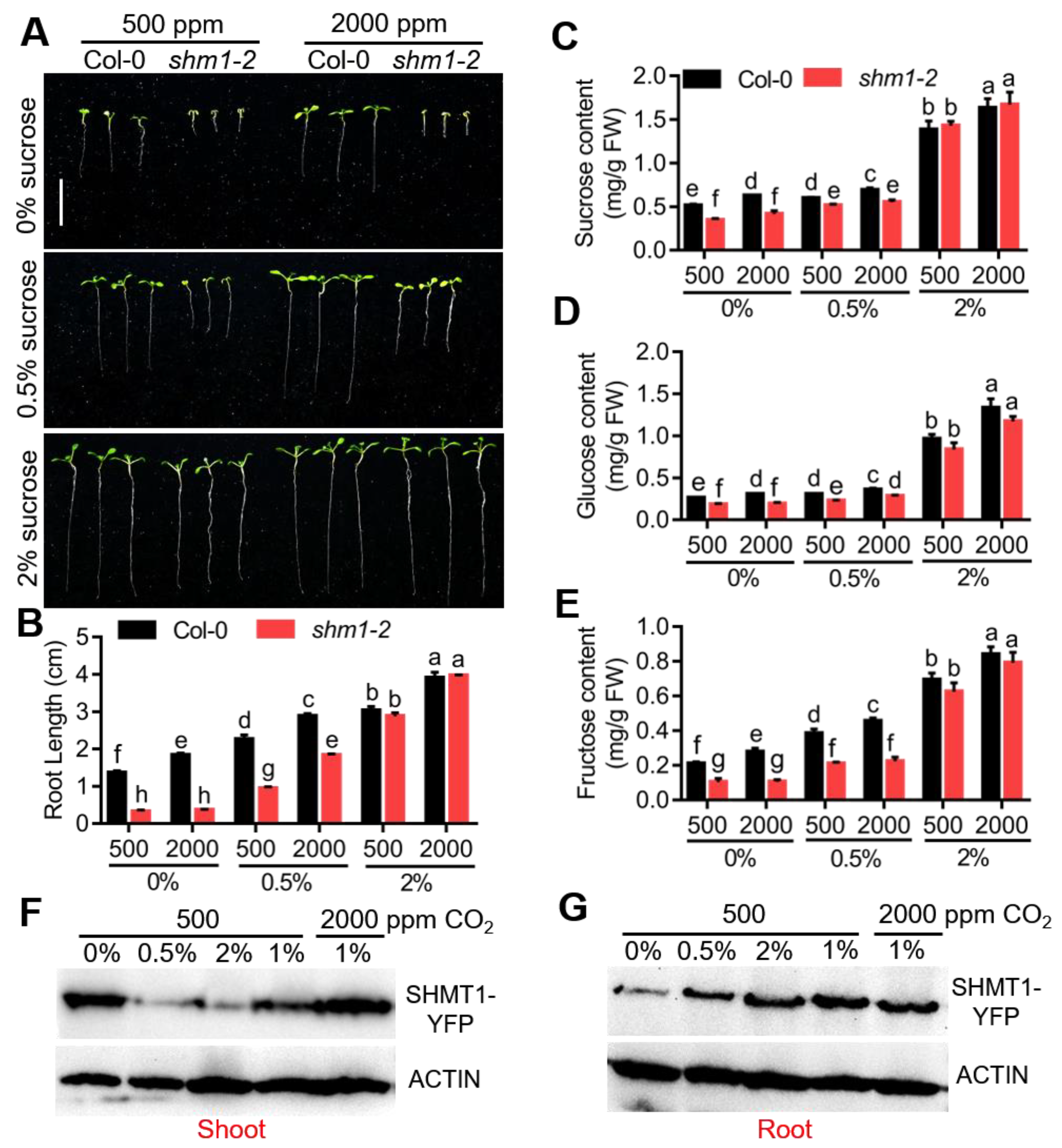 Ijms 23 04540 g003 Ijms 23 04540 g003